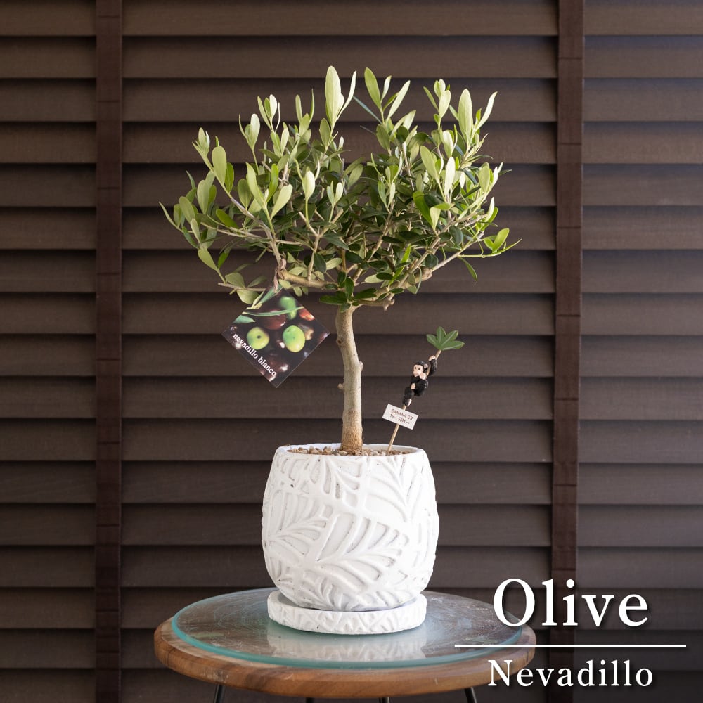 創樹 Olive オリーブの木 幹太 パープル樹脂鉢 SOUJU Cipressino