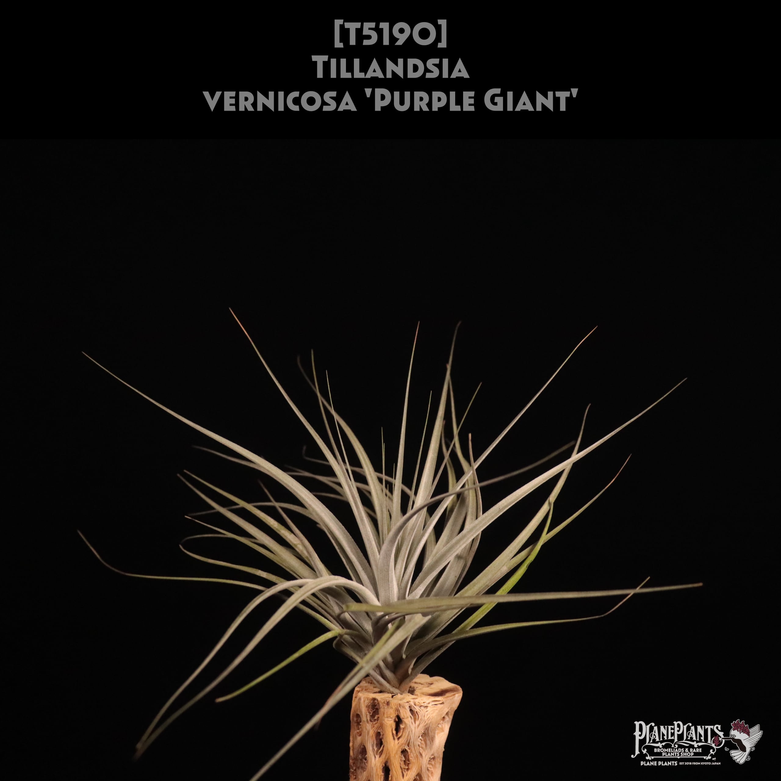 【送料無料】vernicosa 'Purple Giant'〔エアプランツ〕現品発送T5190