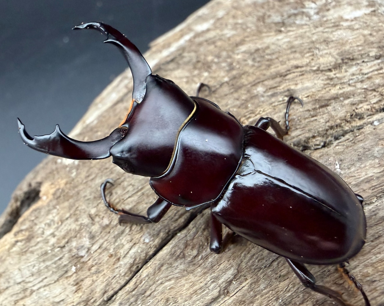 【WD】《ウォードコクワ チベット産 44.5mm ペア》