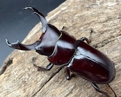 【WD】《ウォードコクワ チベット産 44.5mm ペア》