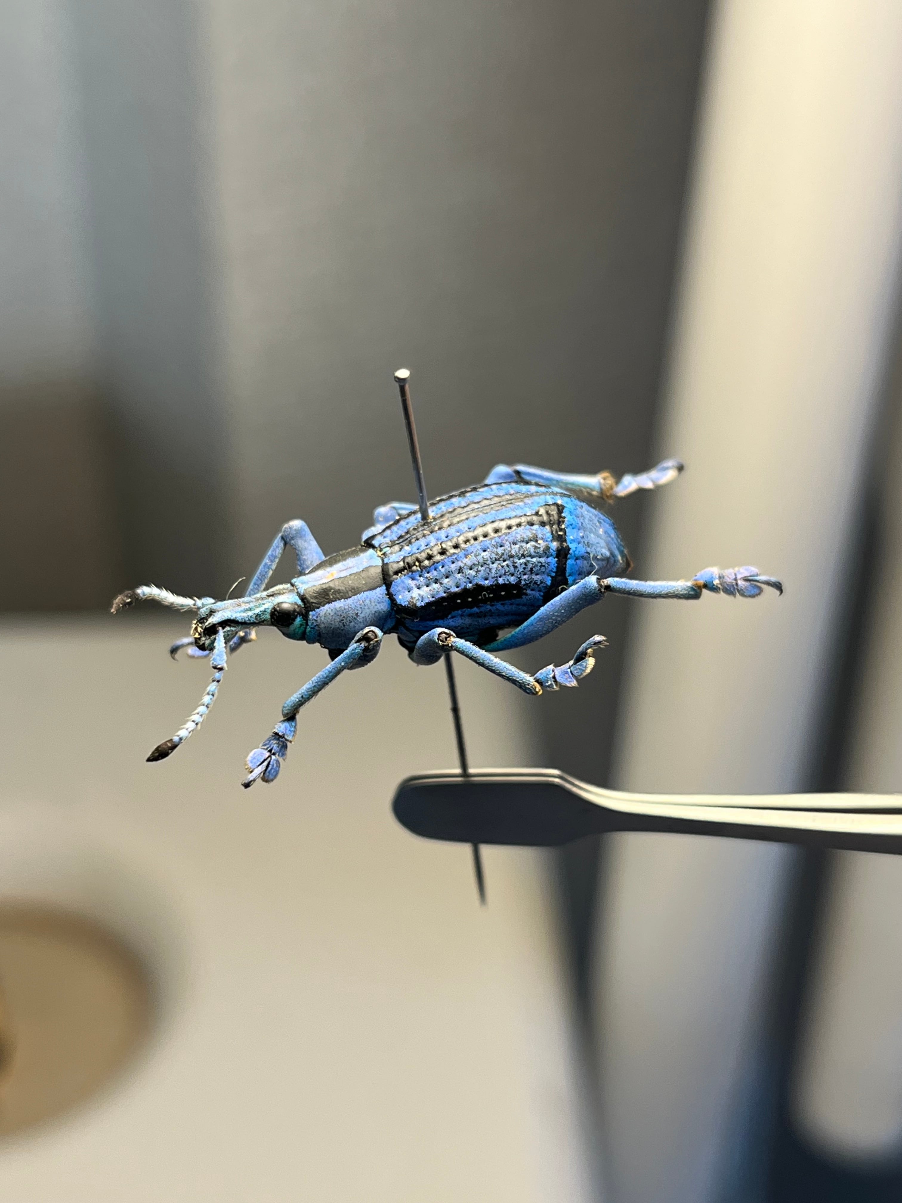 25mm】ベネットホウセキゾウムシ 標本カミキリ昆虫ゼリー標本甲虫フン