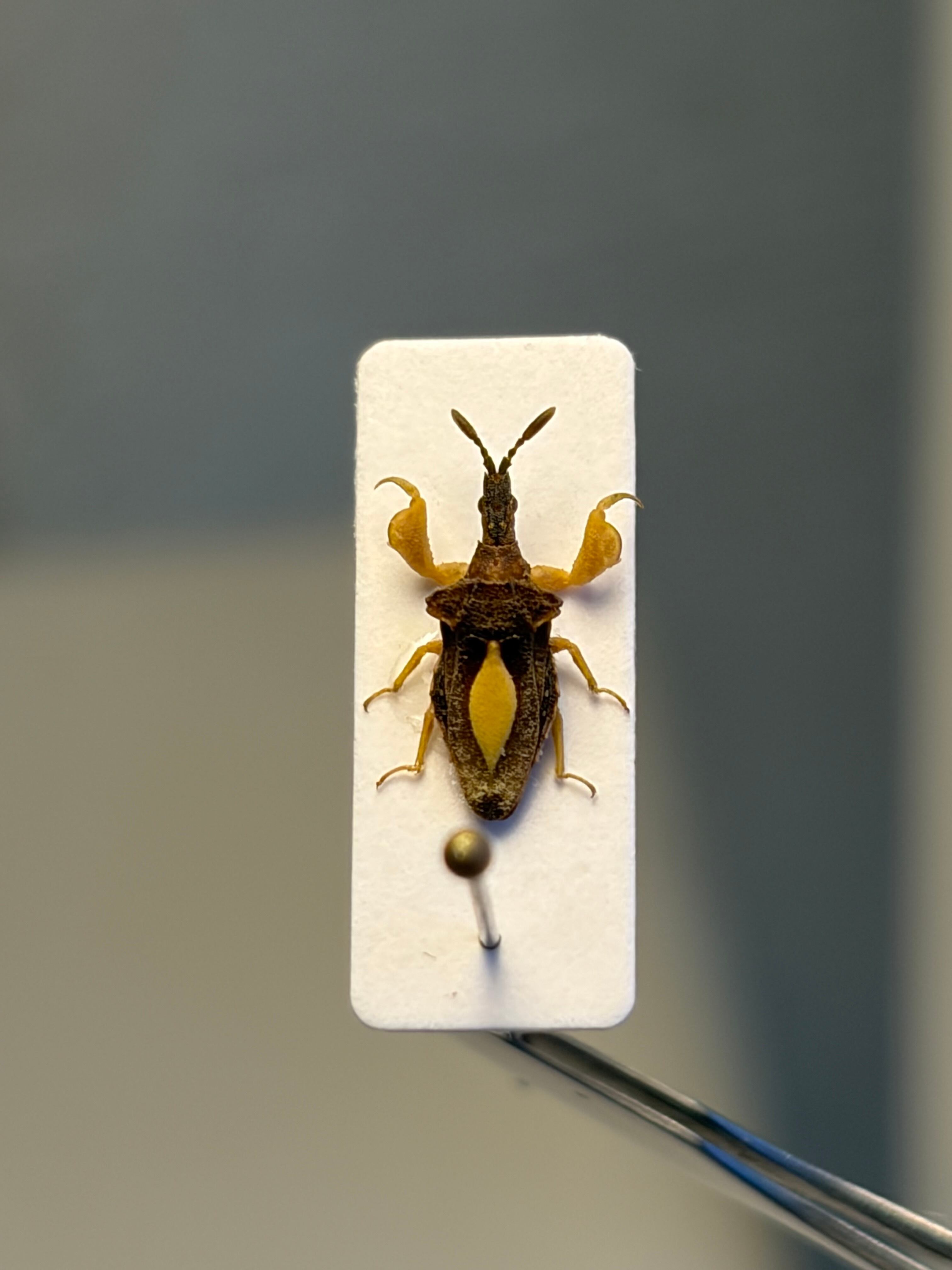 【8mm】カマキリのような鎌を持つサシガメの一種 標本 マンティス アサシンバグ 8mm】カマキリのような鎌を持つサシガメの一種 標本 スパイダーマン