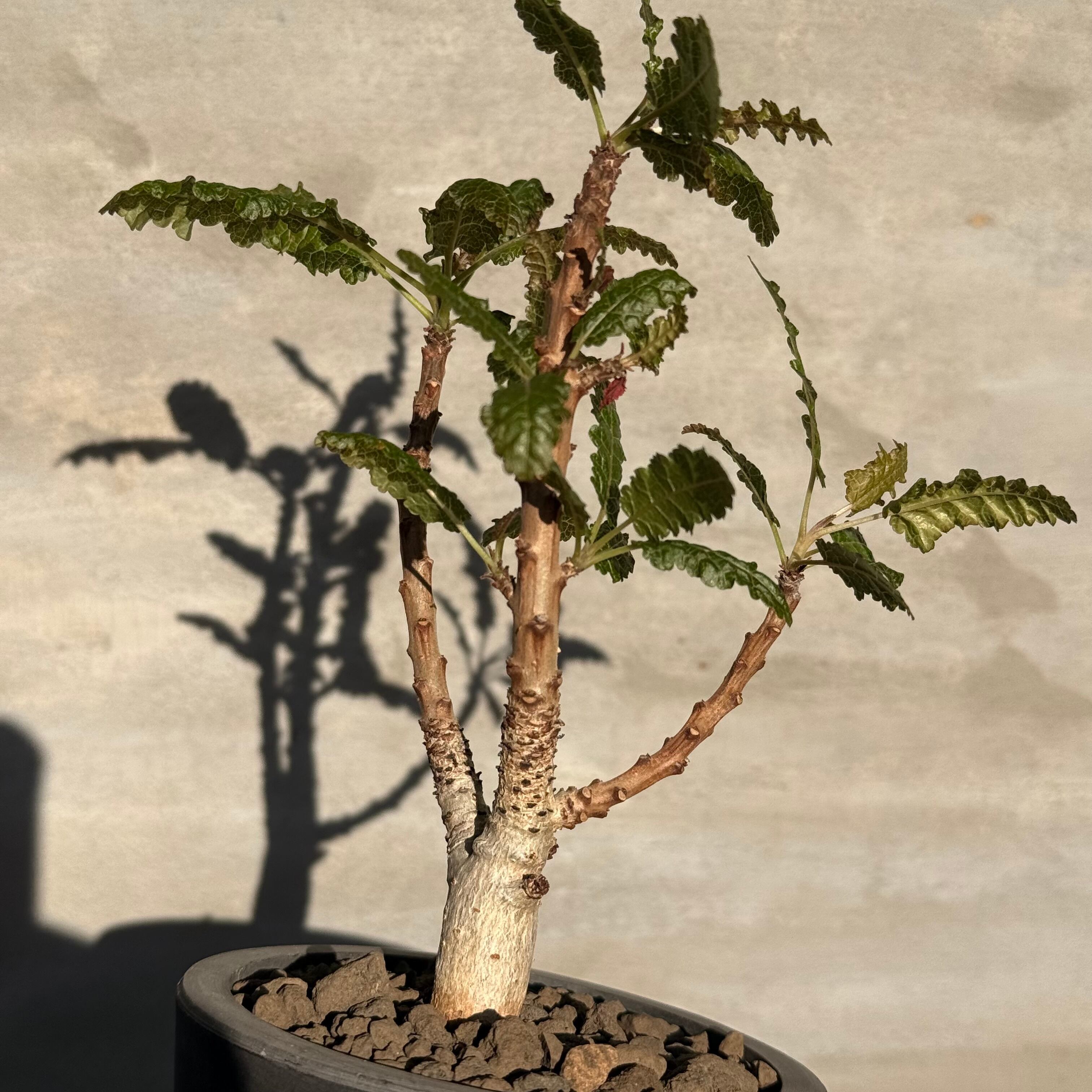 植物】ボスウェリア ナナ | A-PLANTS