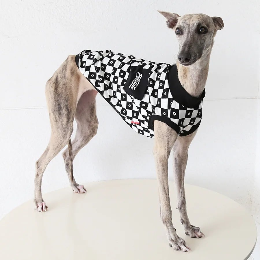 For dogs | サイトハウンドグッズ専門店 SalFami サルファーミ