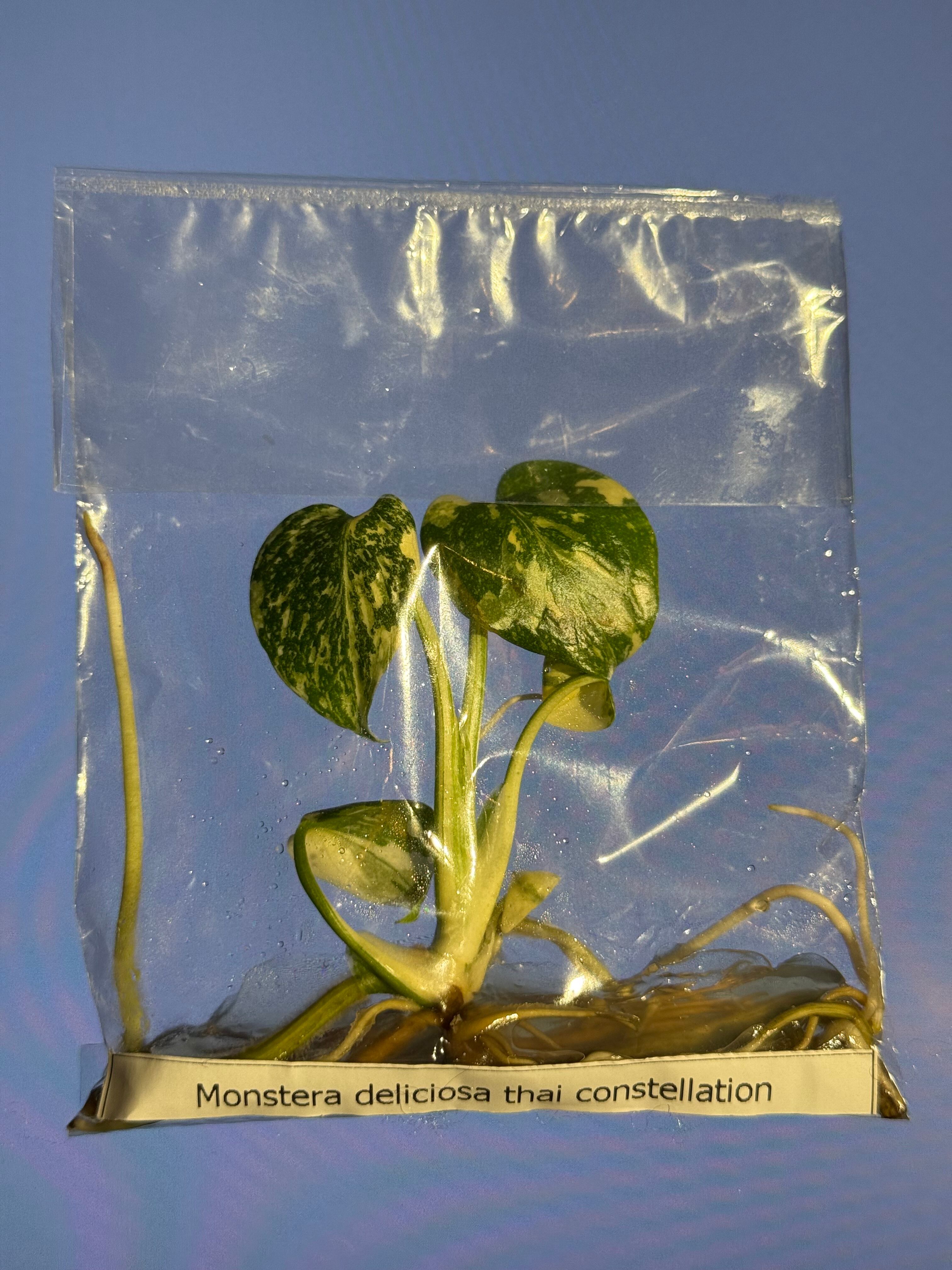 モンステラ タイコンステレーション “Cream Brulee – Starlight