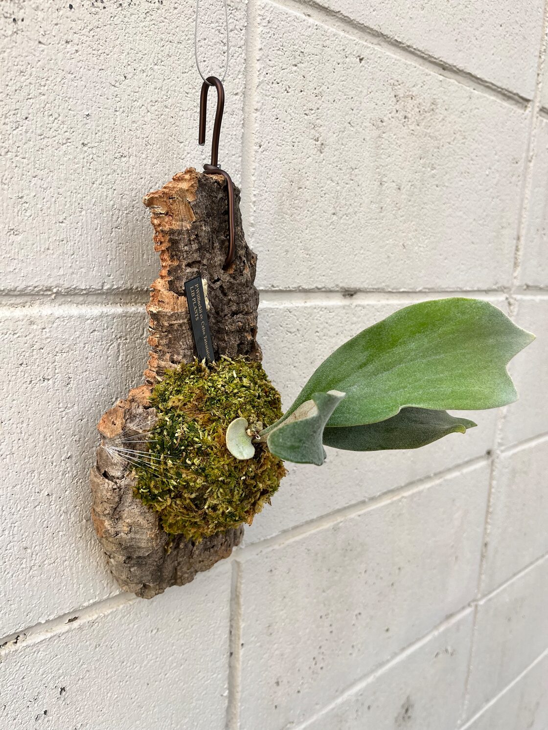 P. Veitchii Pedro oc No.9 ペドロ オリジナル（veitchii cv.pedro  