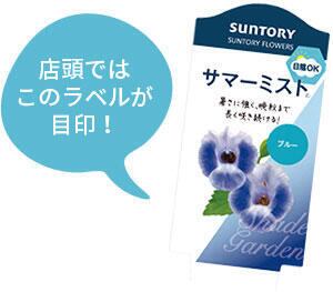 サマーミスト ブルー | 花のとびつか