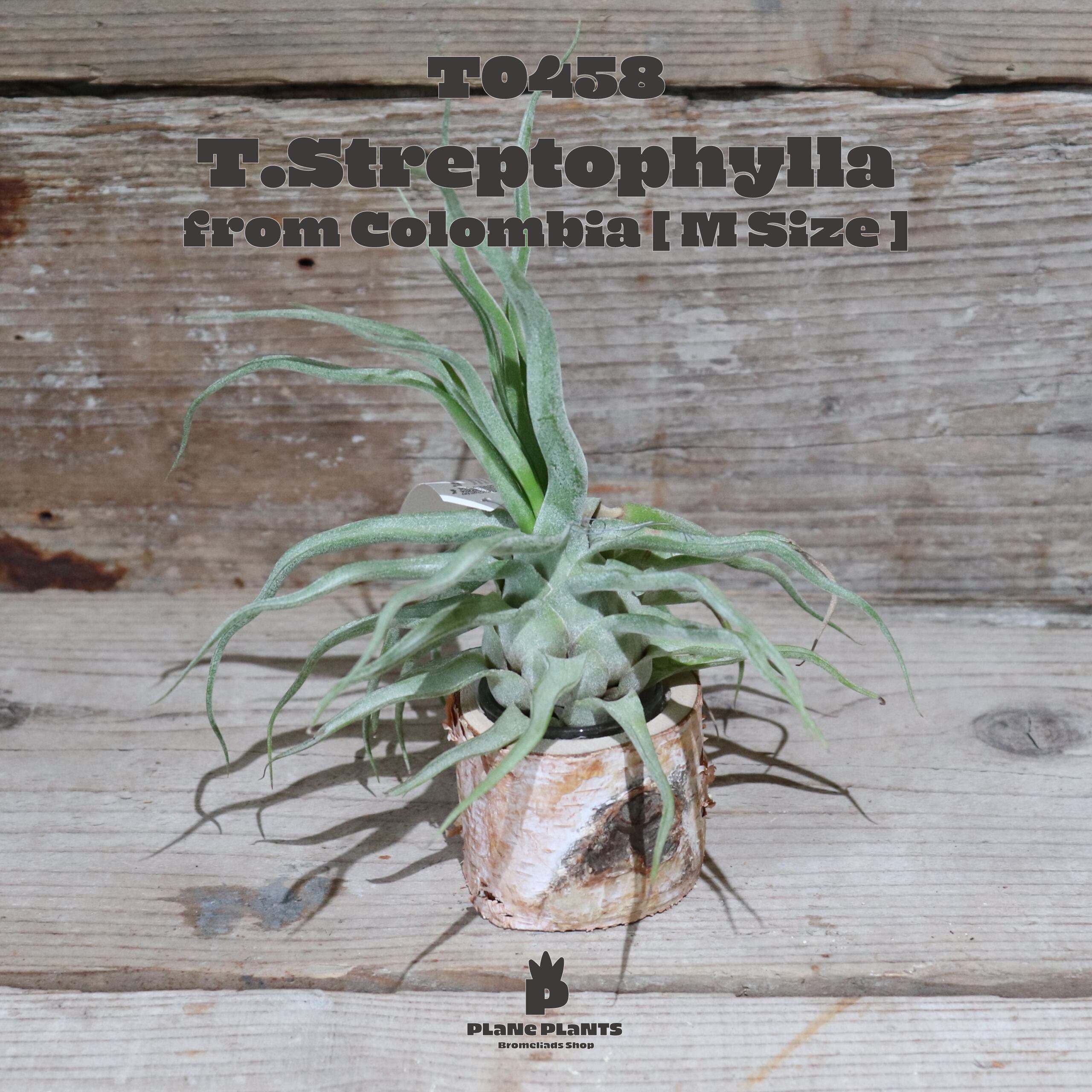 《OUTLET》ストレプトフィラ Seedling M〔エアプランツ〕現品発送T0458