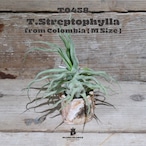 《OUTLET》ストレプトフィラ Seedling M〔エアプランツ〕現品発送T0458