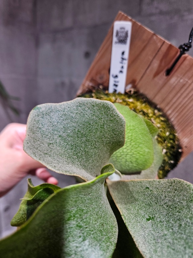 P. White gizmo【artPLANTs/PLANTS GARAGE】  ビカクシダ/Platycerium