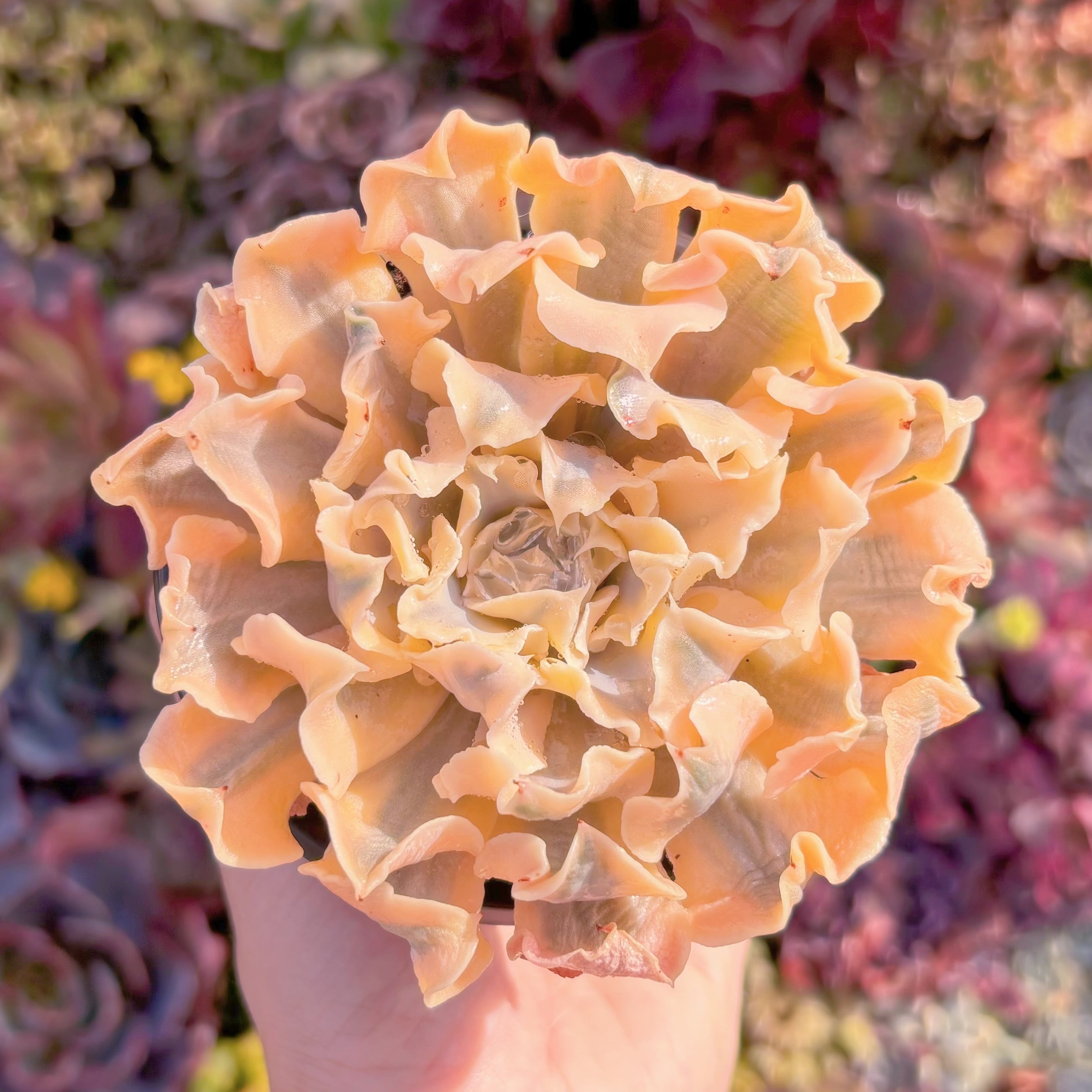 現品　シャフラン錦#M271　大苗　在庫僅少　るる農園