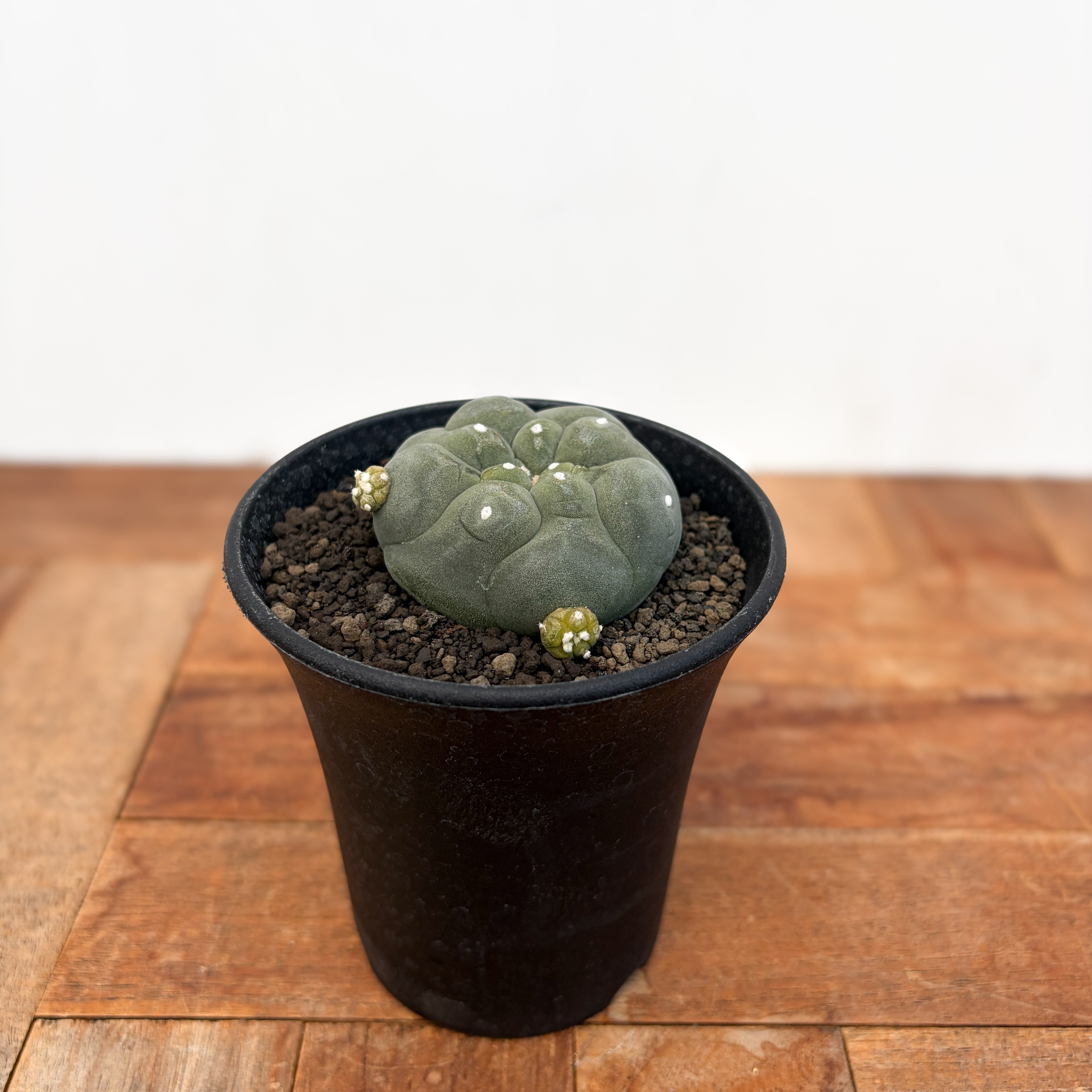 Lophophora diffusa 【ロフォフォラ・黒肌翠冠玉】 | RIMO'S GREEN