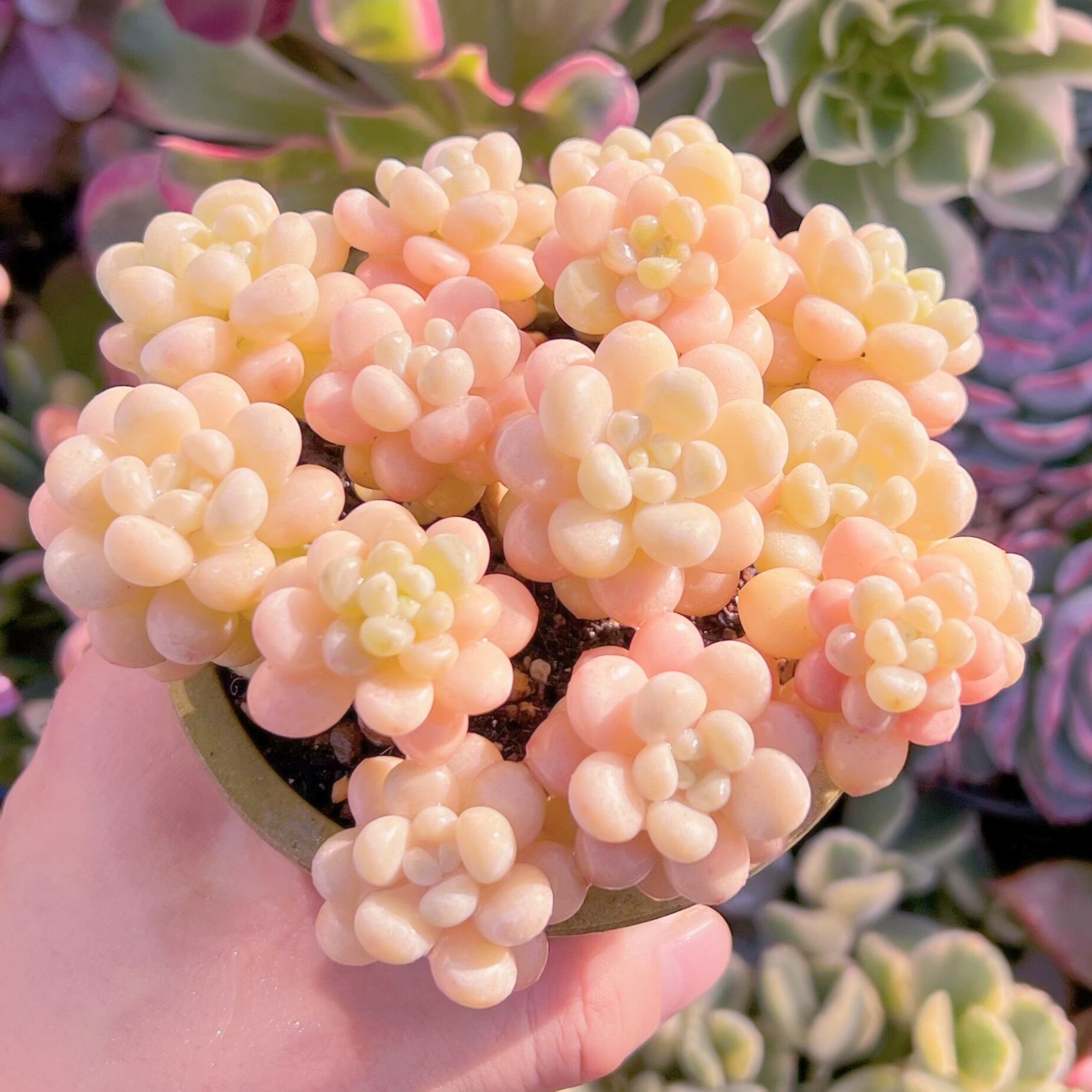 現品　丸葉ストロベリーミルク#867    群生　るる農園