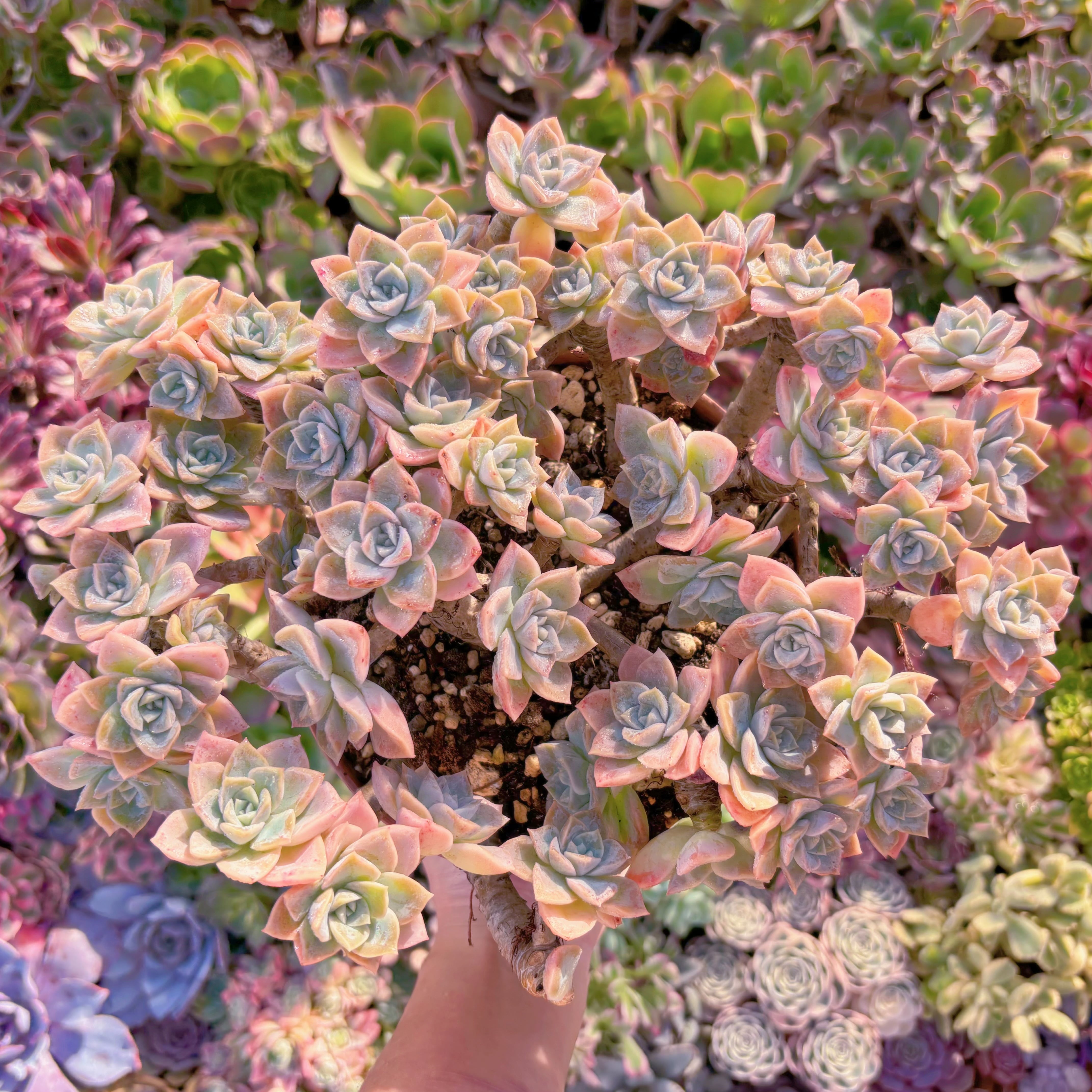 現品　ラブリーローズx白牡丹#A065　特大群生　直径約29cm  新入荷　るる農園