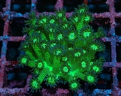 SelectionBaliShip Goniopora BaliGlitter Colony