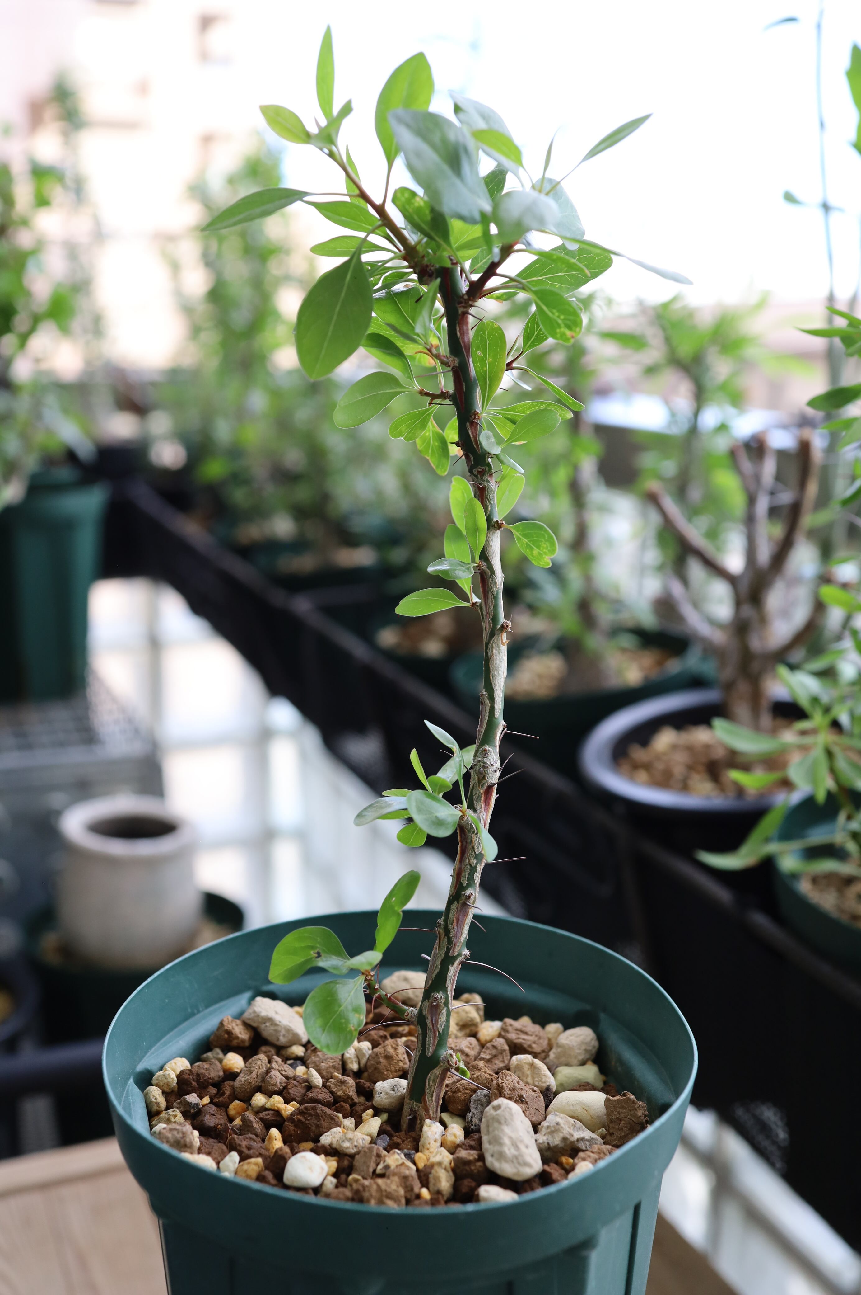 フォークイエリア・ファシクラータ | Fouquieria fasciculata _C