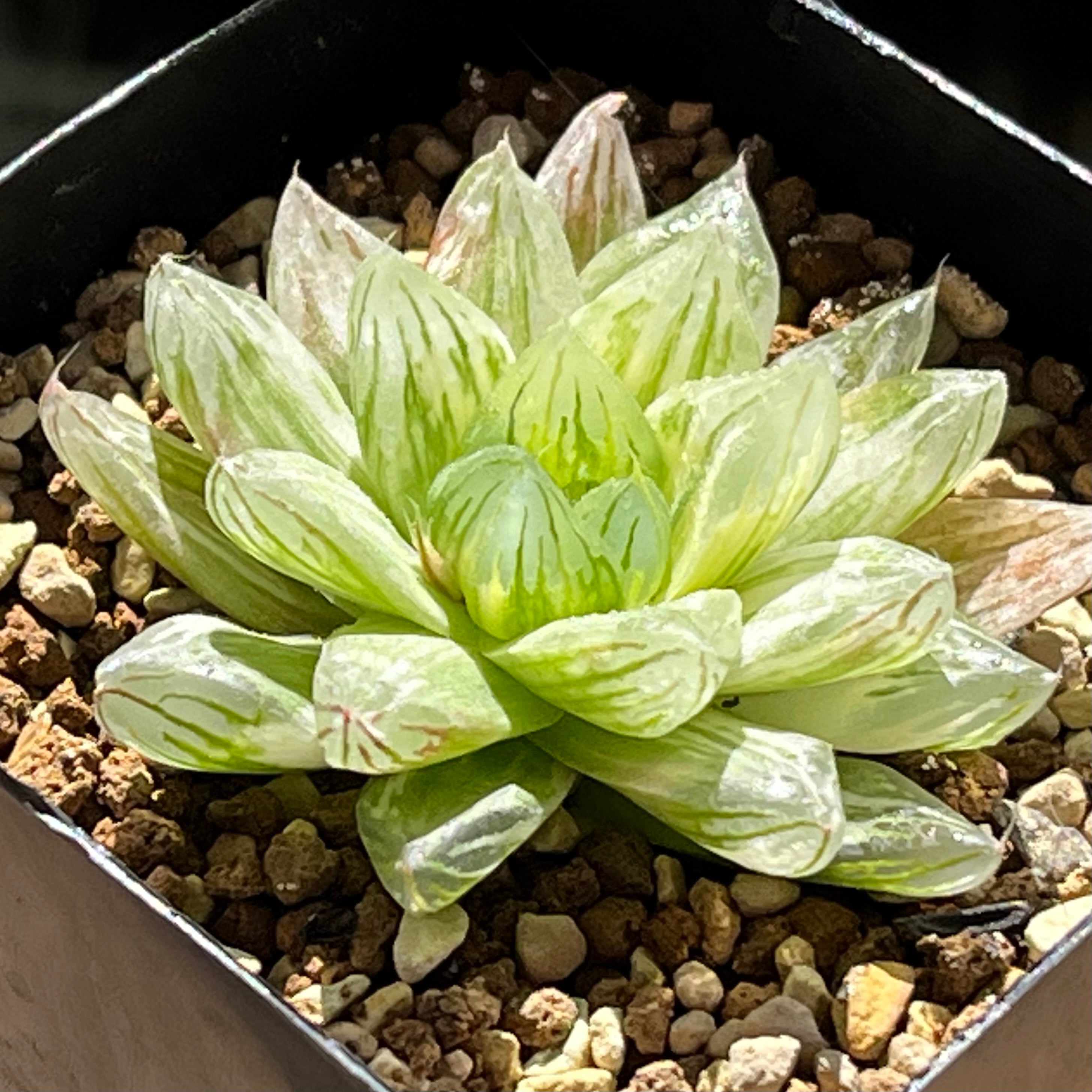 ハオルチア 太陽の恋人(微発根)③ ハオルチア 太陽の恋人(微発根) | mocono_plants