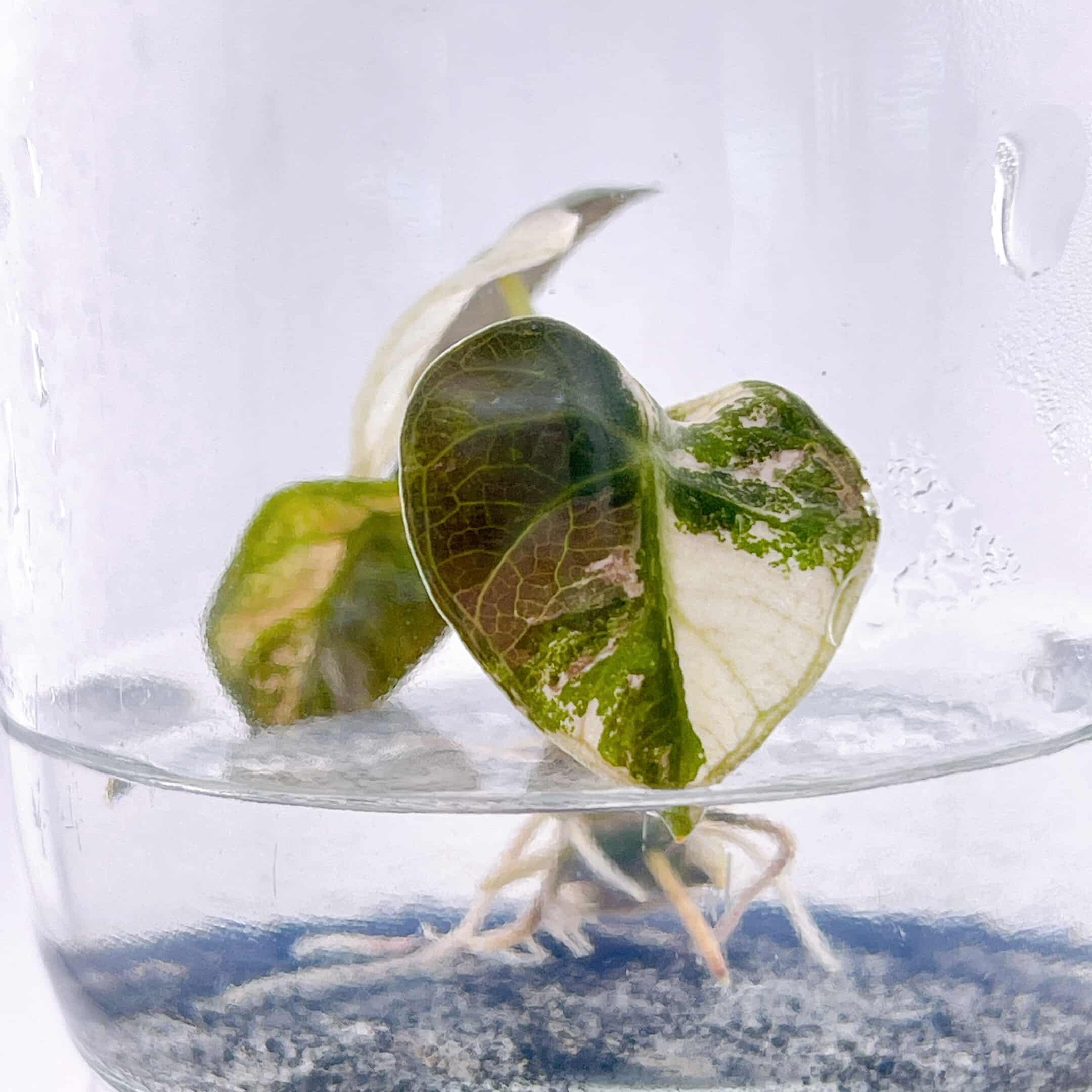 予約販売】Alocasia 'Heart Balloon' Pink Albo｜アロカシア ハート