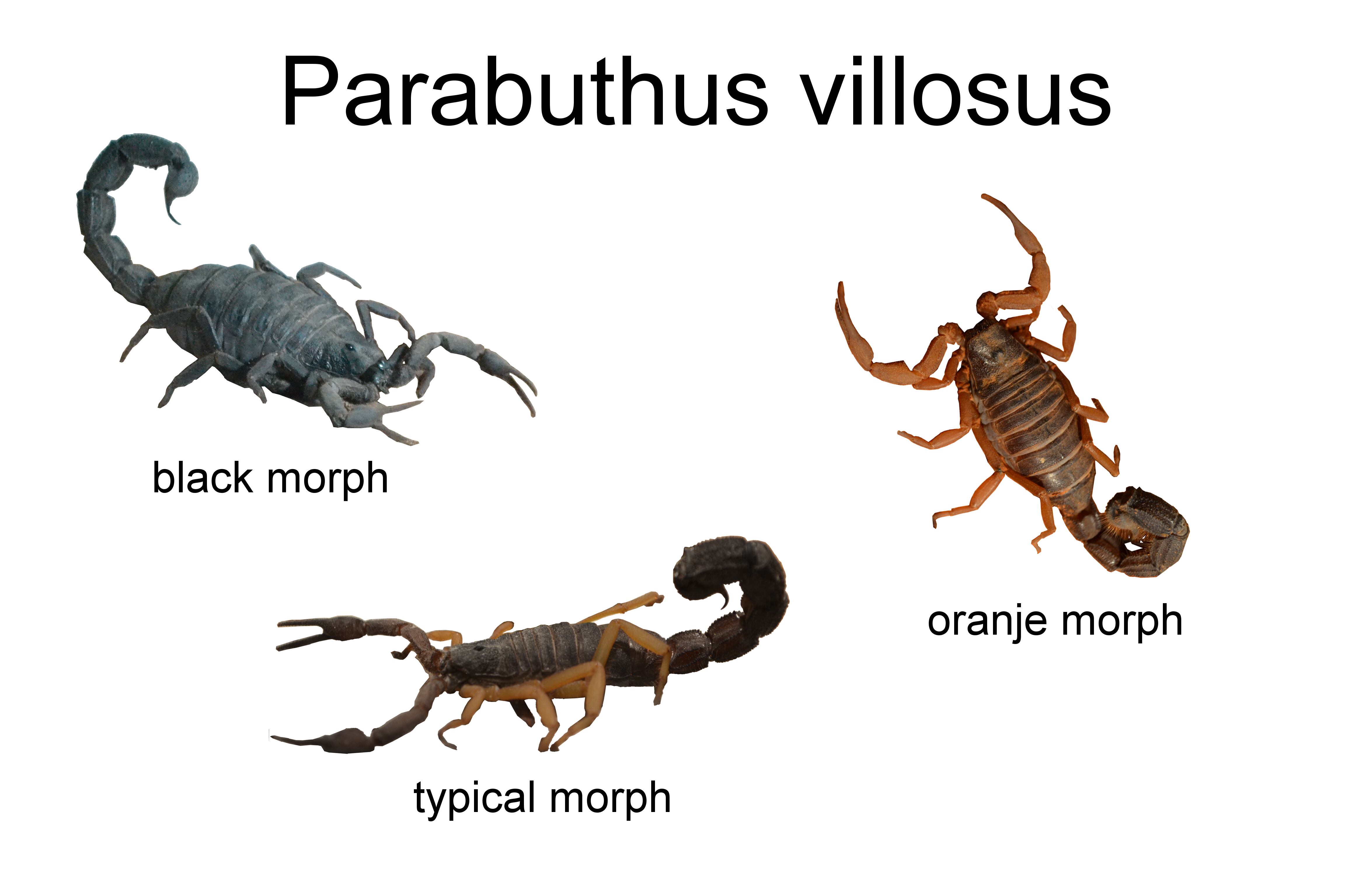 牛殺蠍最大種】Parabuthus villosus typical 全長5cm程 標本 ブラック