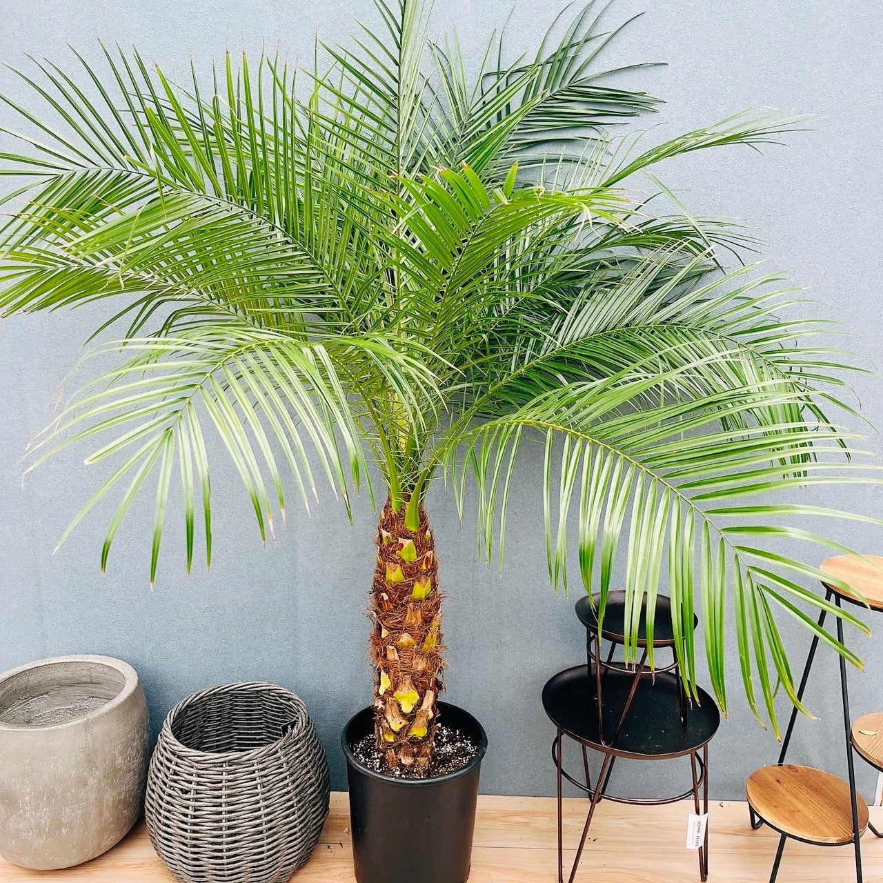 現品］83番 フェニックスロベレニー 8号 観葉植物 室内 ヤシ 南国風
