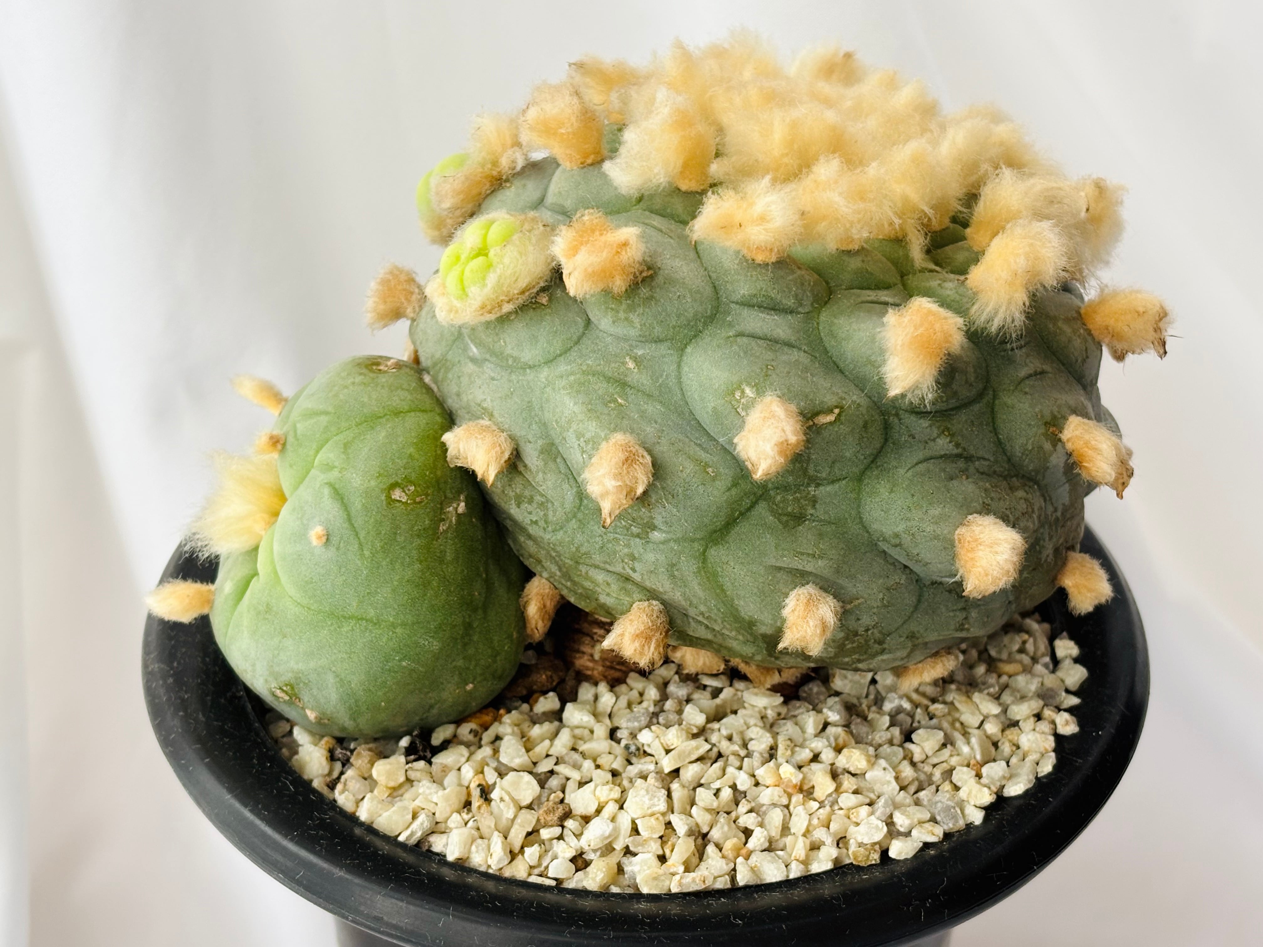 BIG!!サボテンコレクション・ロフォフォラ属・翠冠玉(群生株)inわけけのお店 BIG!!サボテンコレクション・ロフォフォラ属・翠冠玉(群生株)in