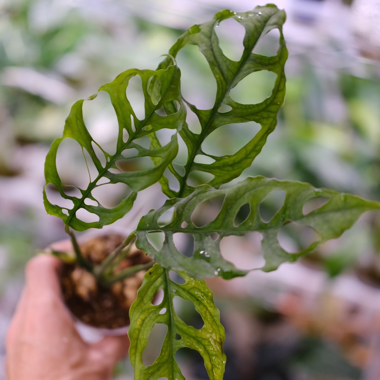 【実生】モンステラ オブリクア ペルー / Monstera Obliqua Peru⑥ / 観葉植物