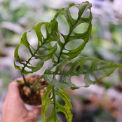 【実生】モンステラ オブリクア ペルー / Monstera Obliqua Peru⑥ / 観葉植物