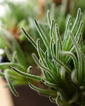 抜き苗 フィロボルス レスルゲンス L Phyllobolus resurgens