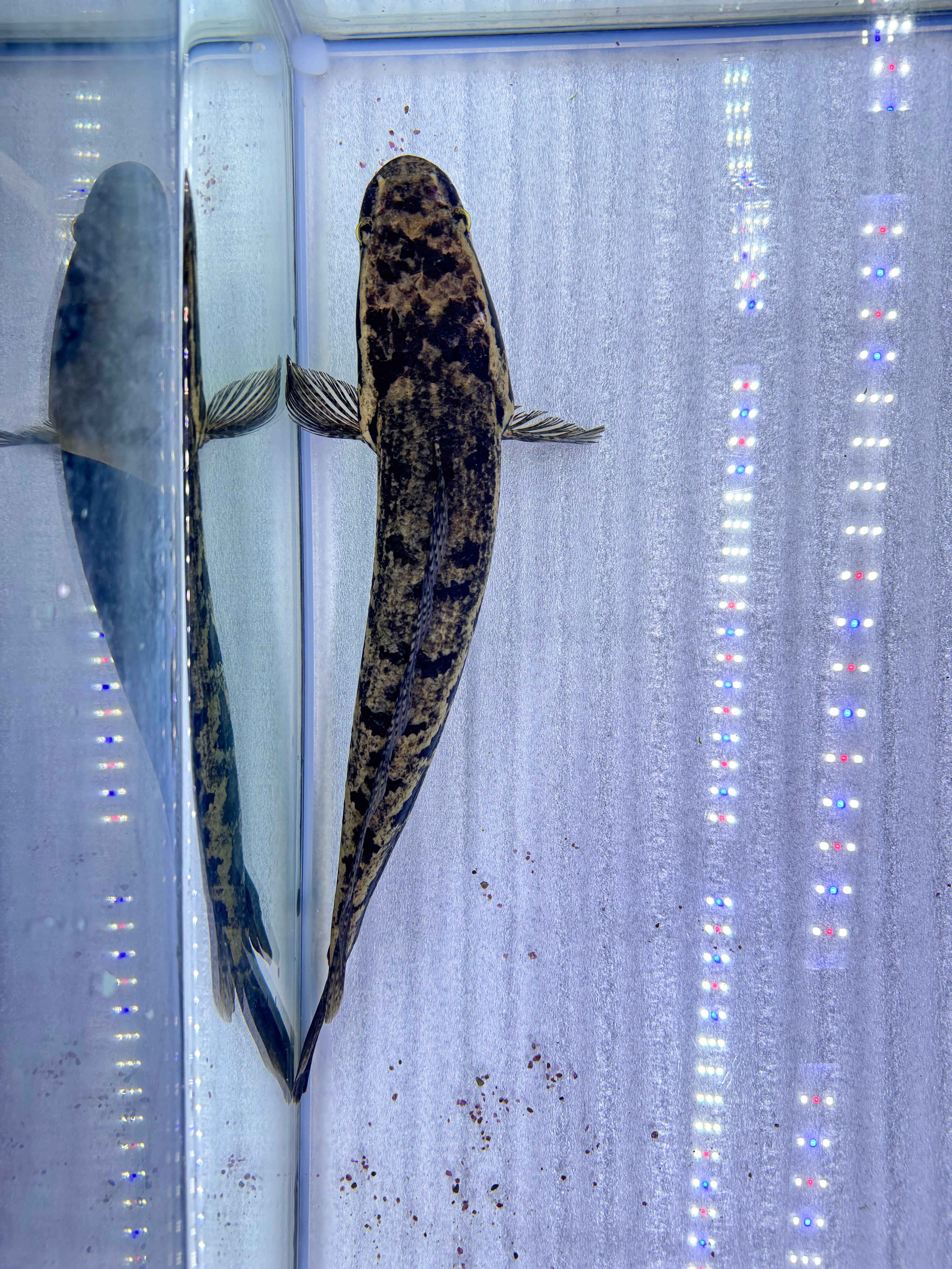 直輸入】アフリカンスネークヘッド40up⑥38cm± | AQUASTYLEG