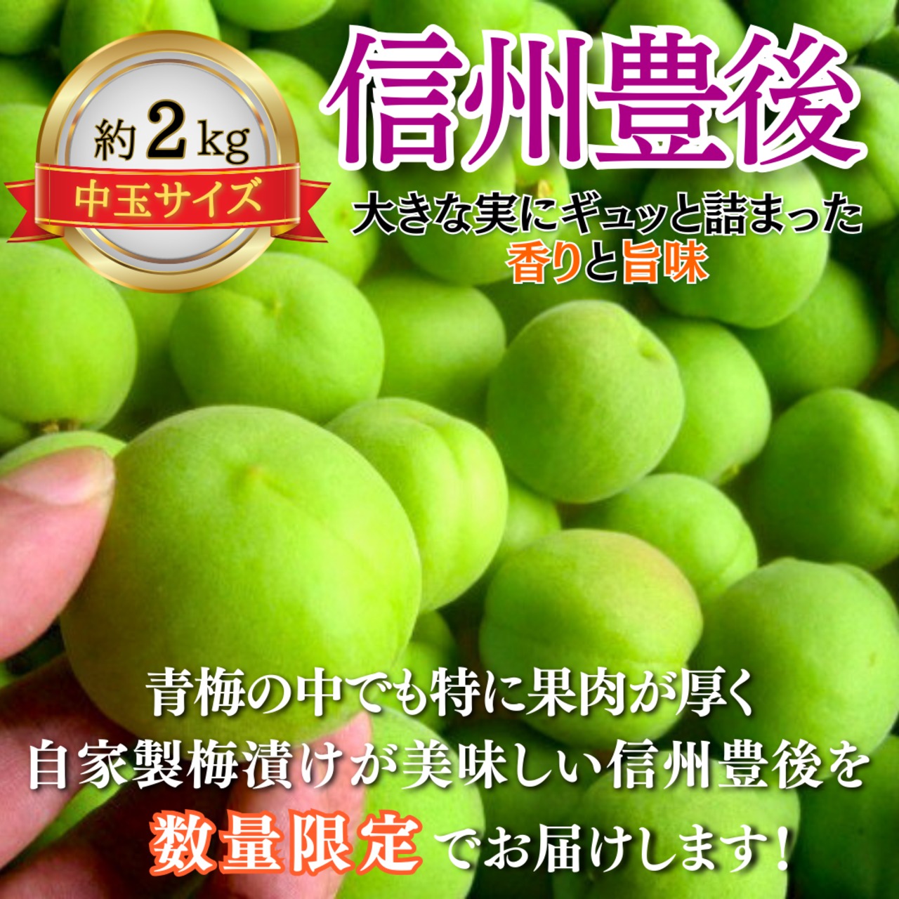 『長野県産 信州豊後梅 約2㎏ Lサイズ』(ご家庭用規格品以上)