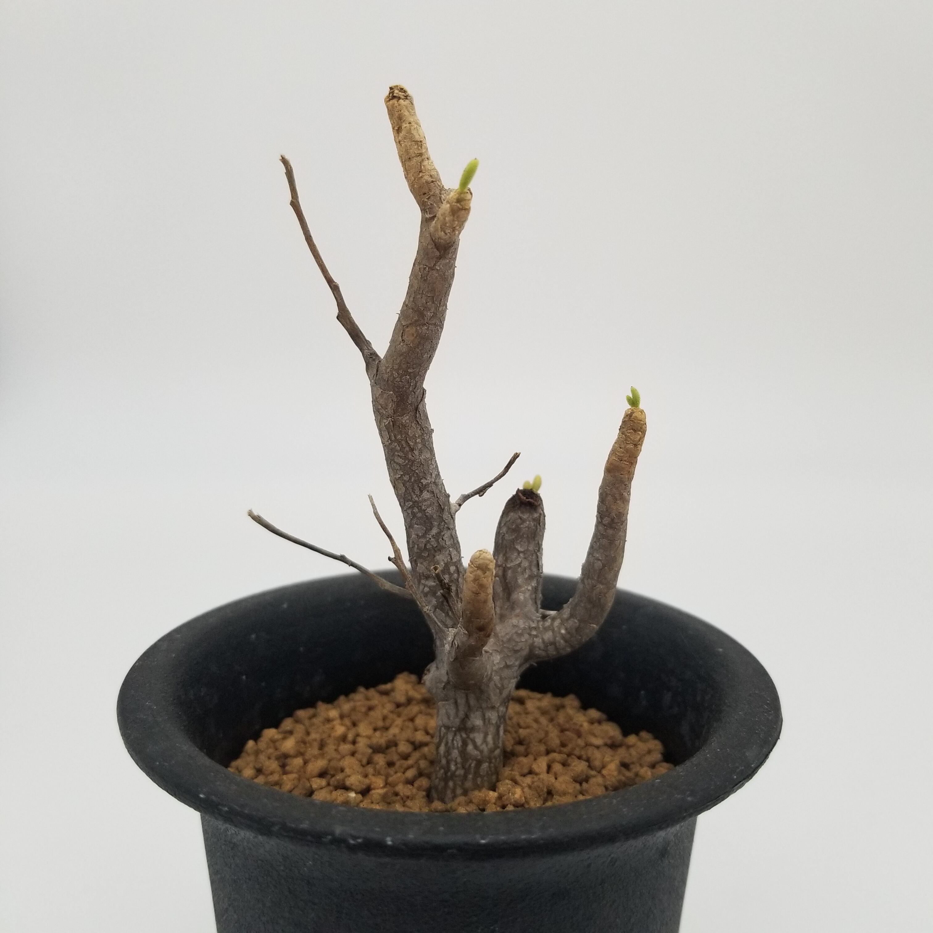 チレコドン ハリー現地球Tylecodon hallil