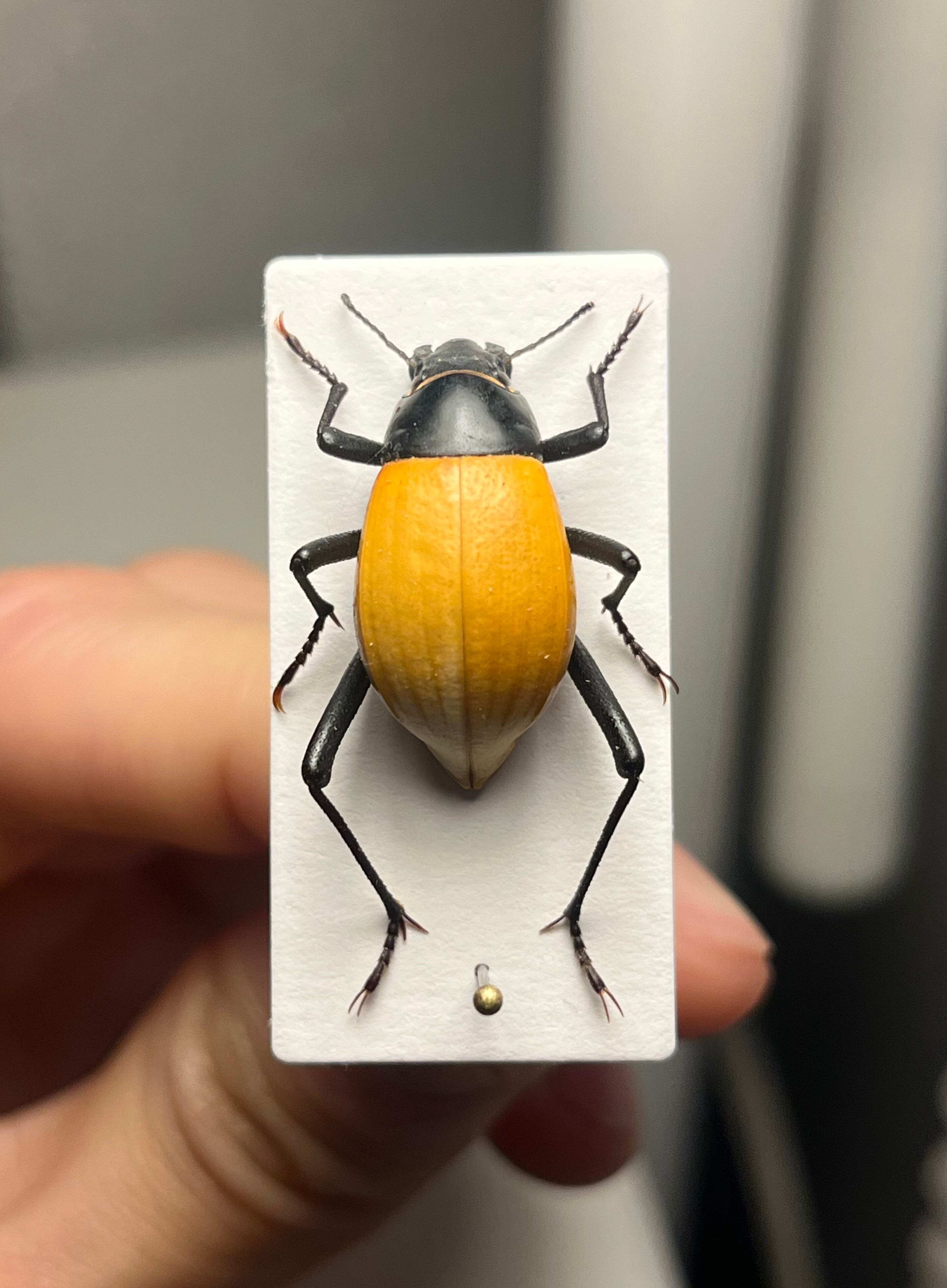【5mm】♂の胸が黄土色に染まるコブスジツノゴミムシダマシ 標本ゾウムシカミキリ 6mm】胸が黄土色に染まったコブスジツノゴミムシダマシ 標本ゾウムシ