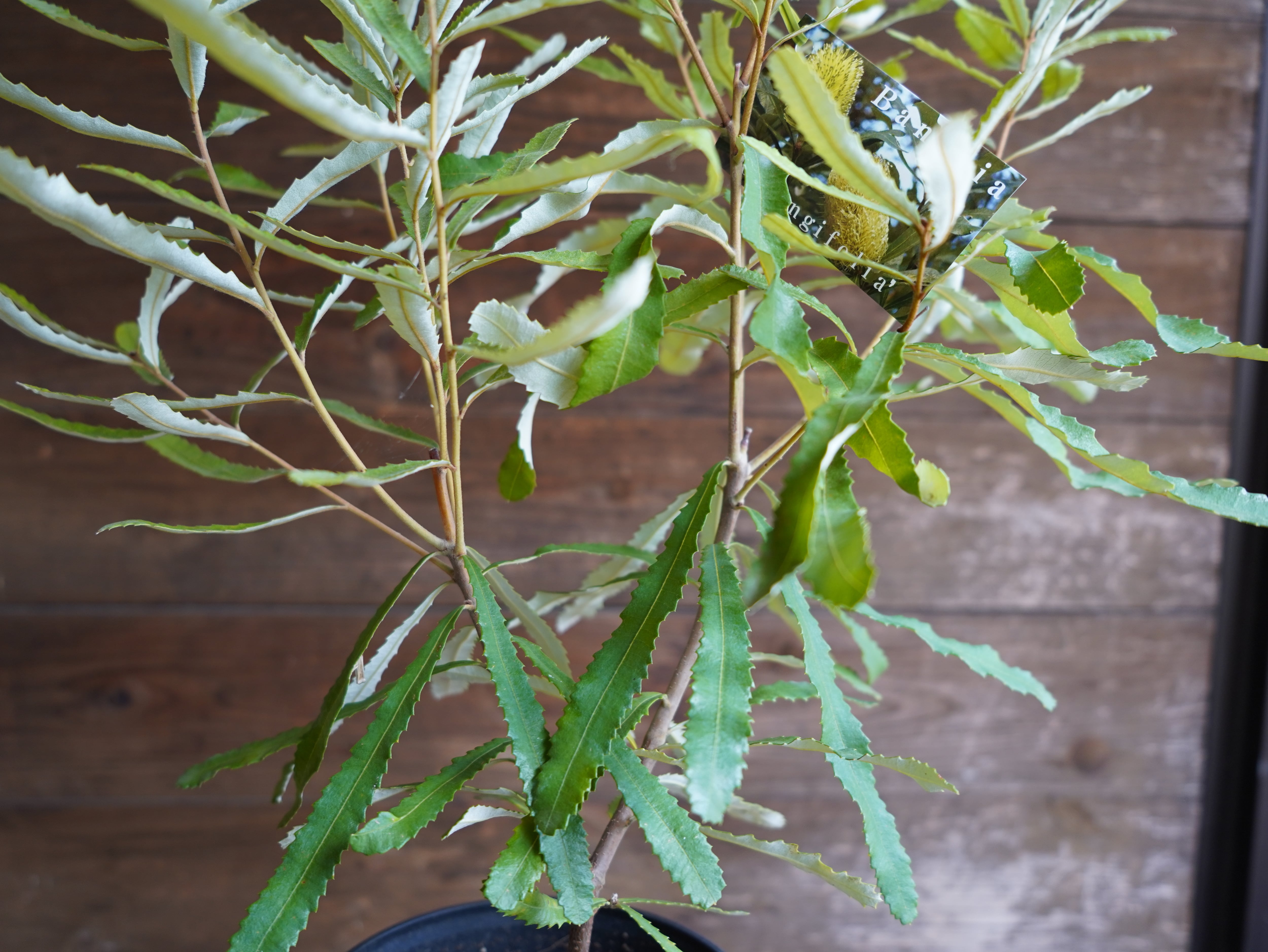 【現物】バンクシア　”オブロンギフォリア”　C