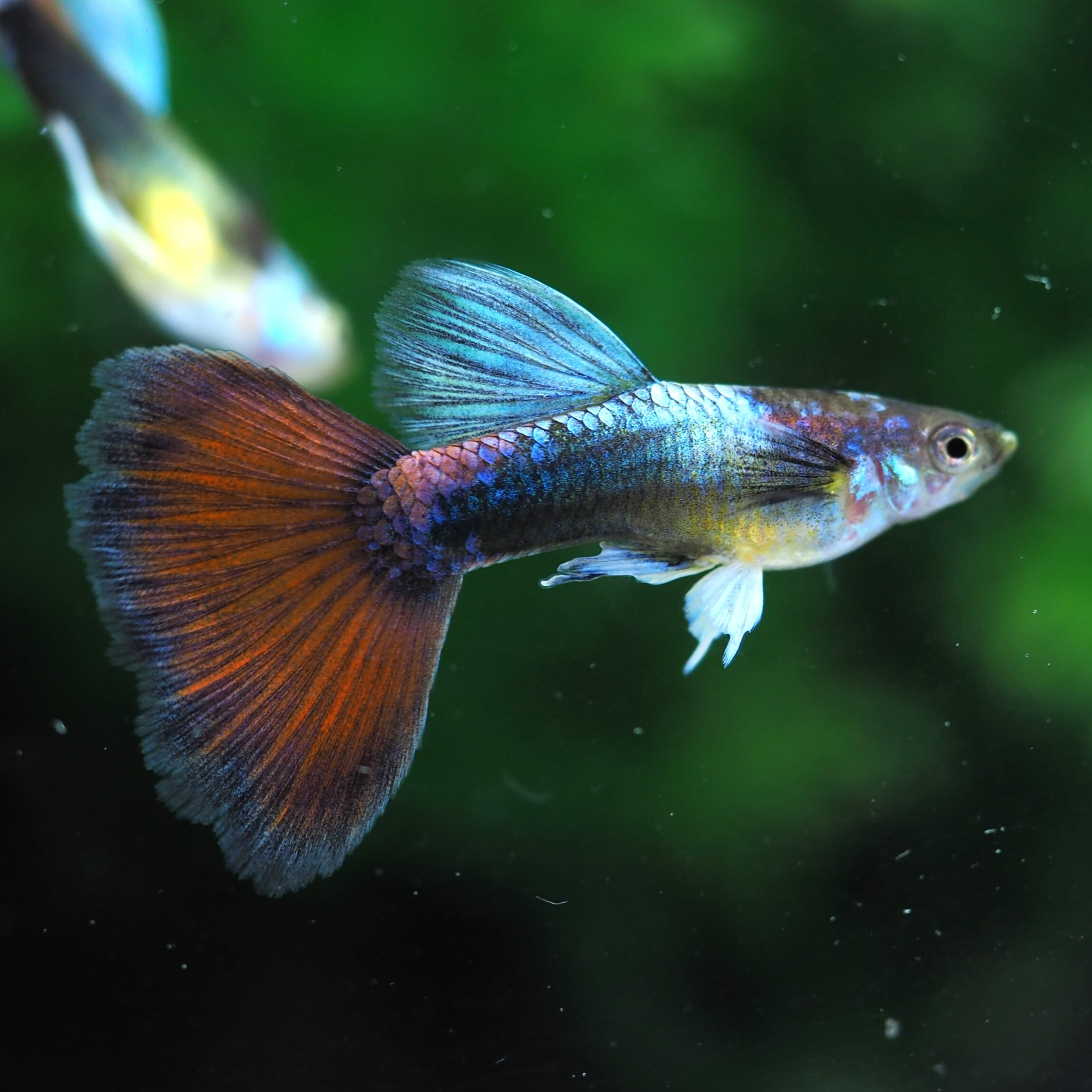 GUPPY | 伊豆グッピーファーム