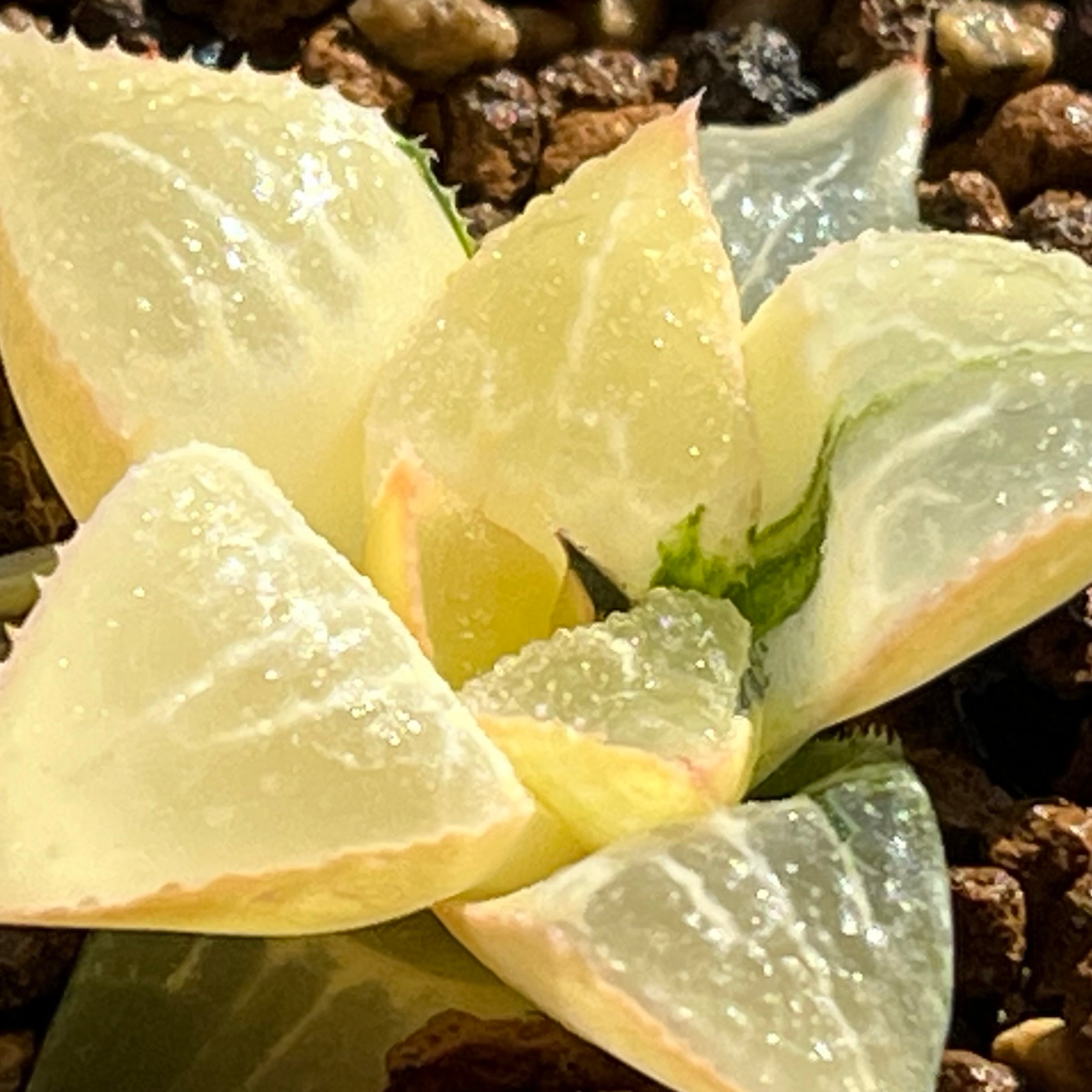 ハオルチア 酒呑童子錦 | mocono_plants