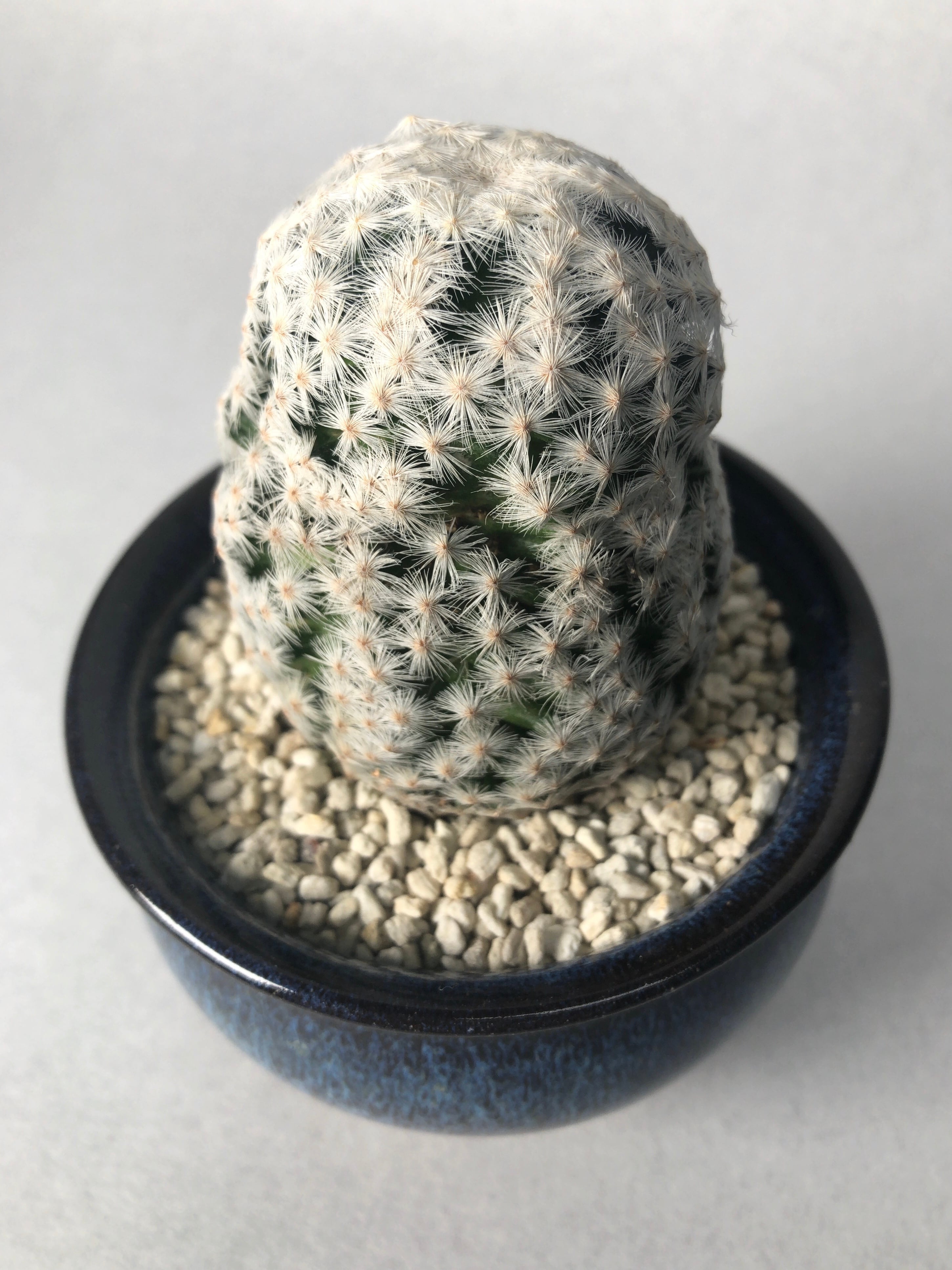 進化版 サボテン 白鳥 モンスト 大文字 超歓迎