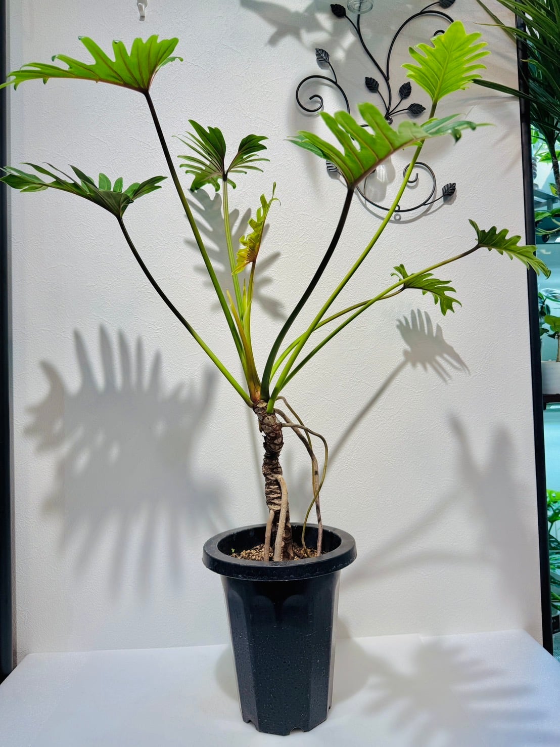 フィロデンドロン ストロベリーシェイク 【観葉植物 3.5号／1個売り