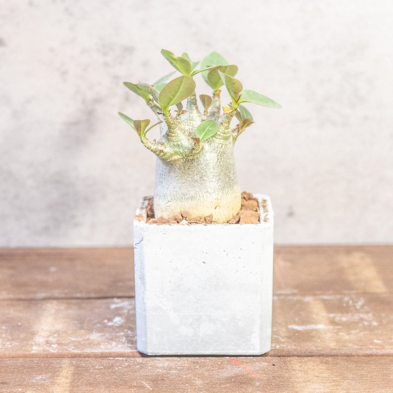 球体に稜線が走る端正な姿。手づくりモルタル鉢で楽しむユーフォルビア・バリダ（中型株・幅8cm）｜虫発生抑制（全国一律送料850円）