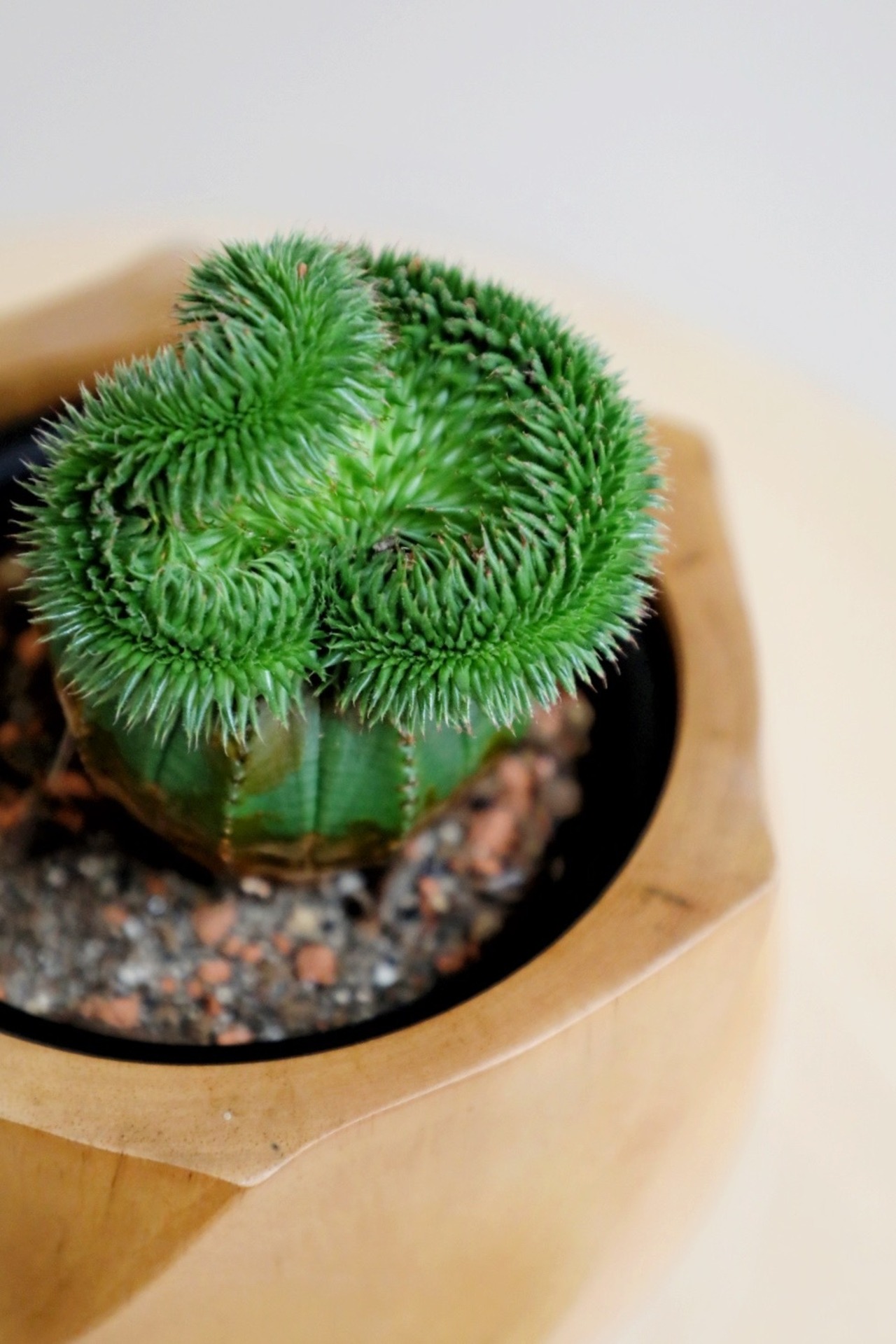 【S】スザンナエ綴化×オベサ/Euphorbia