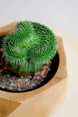 【S】スザンナエ綴化×オベサ/Euphorbia