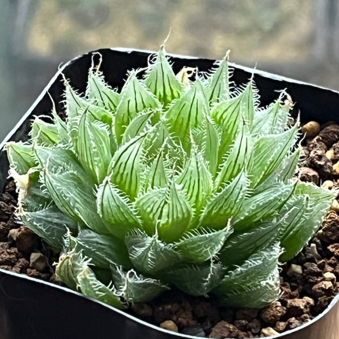 ハオルチア B型コンプトミュータント錦② ハオルチア B型コンプトミュータント錦② 園芸ネット本店｜[ザ