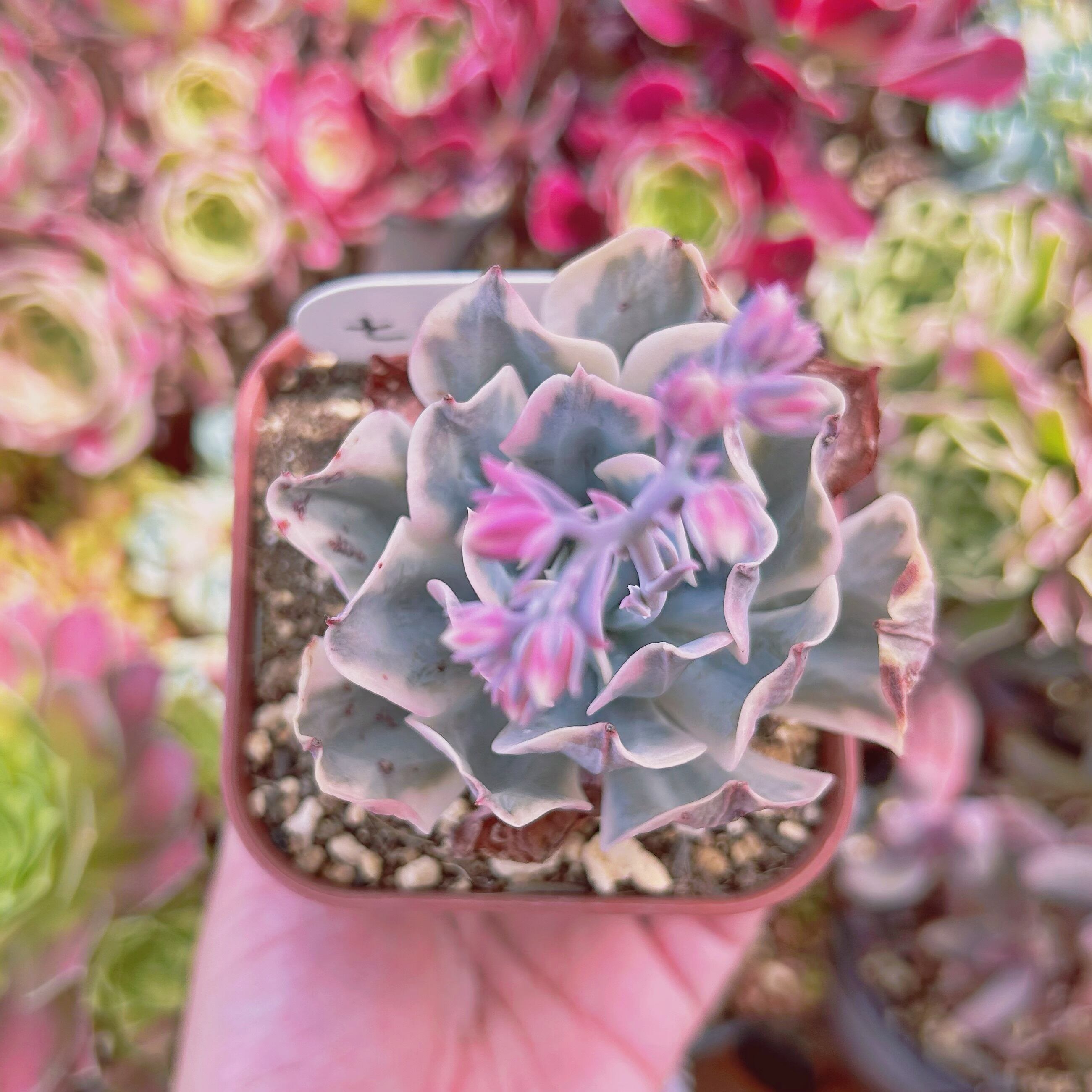 #2027現物　多肉植物　七福神錦　特大　抜き苗