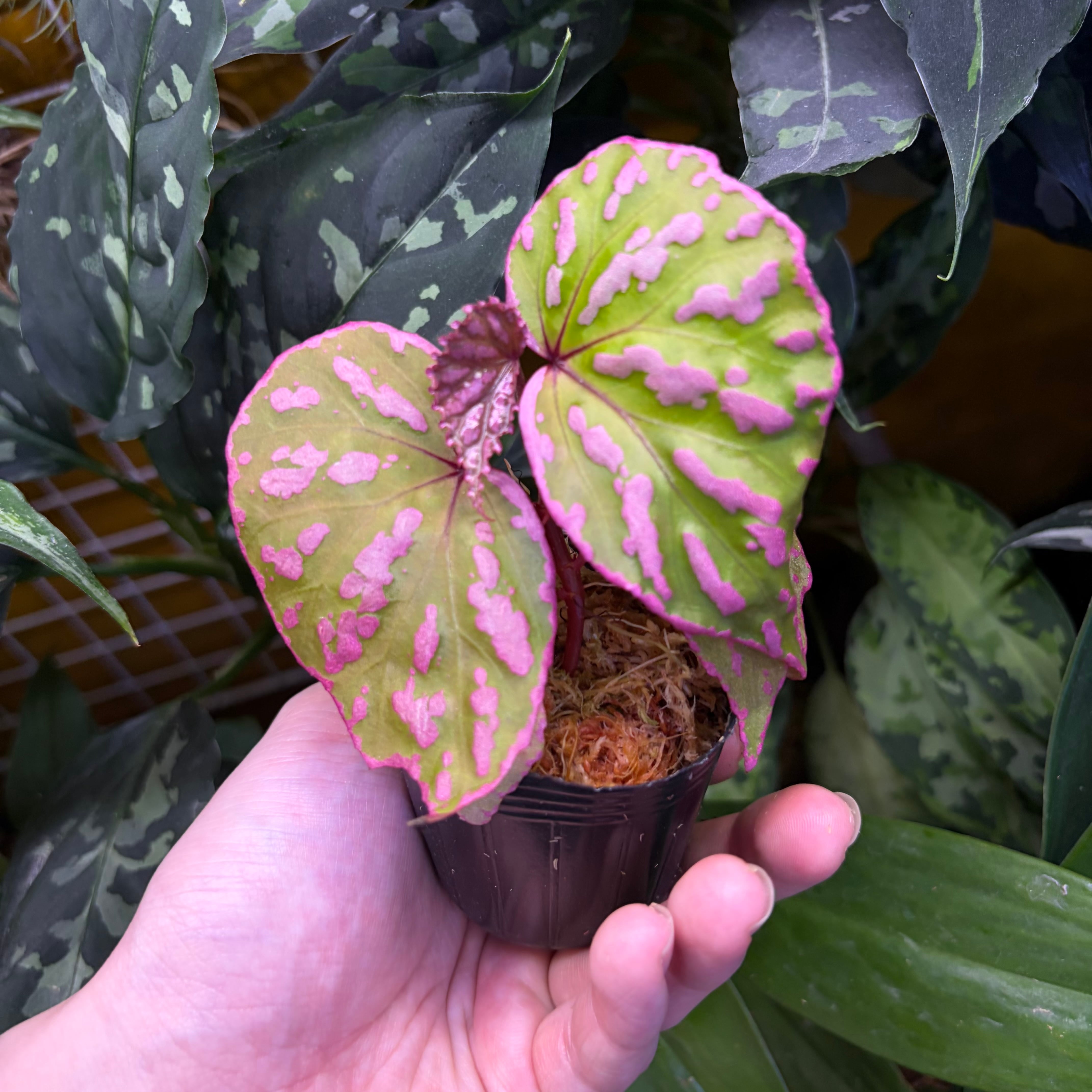 Begonia maculata 'Pink Variegated' | 熱帯雨林植物専門店 トイ吉園芸
