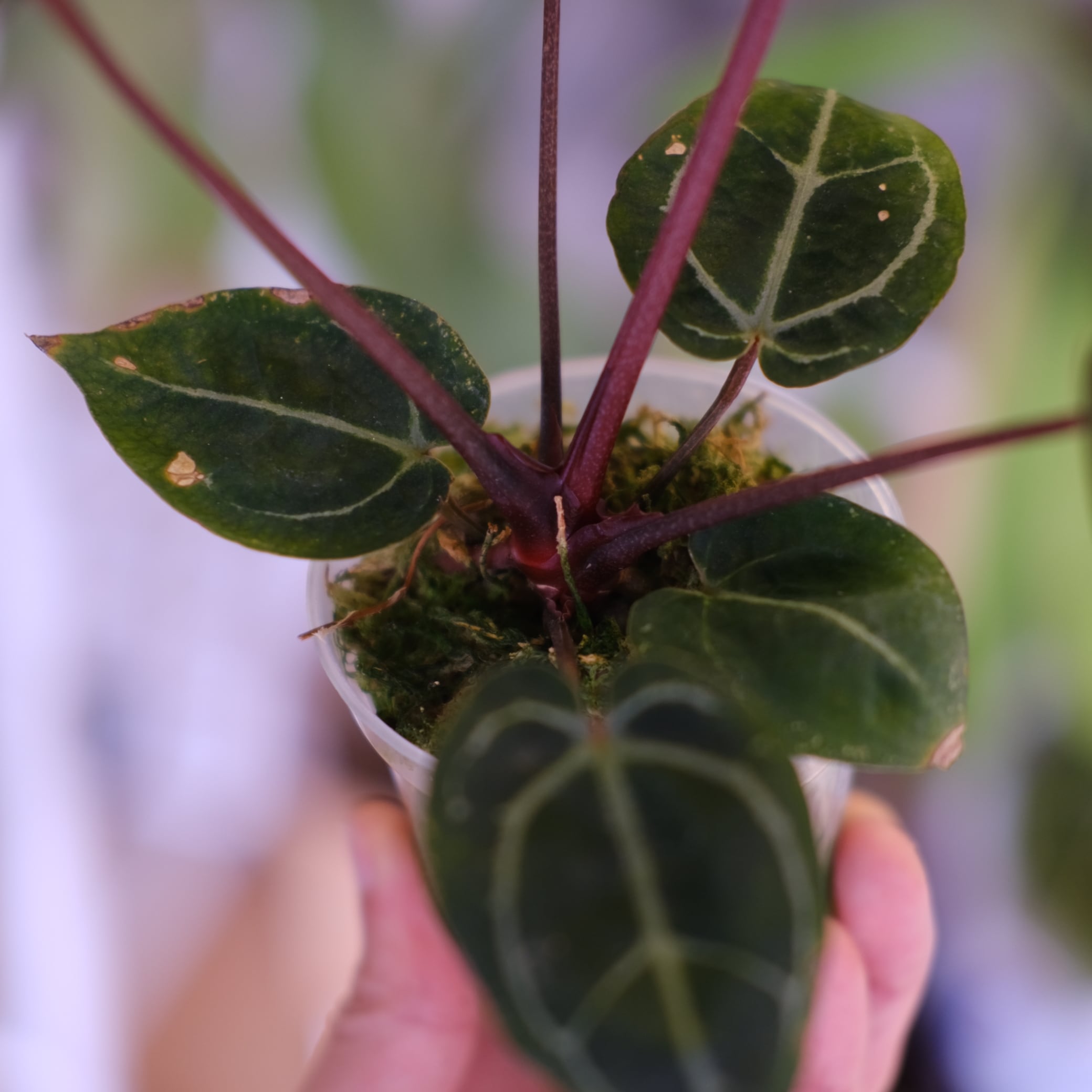 Anthurium. SKG Pink Lemonade × A.Zara Michelle⑧│アンスリウム