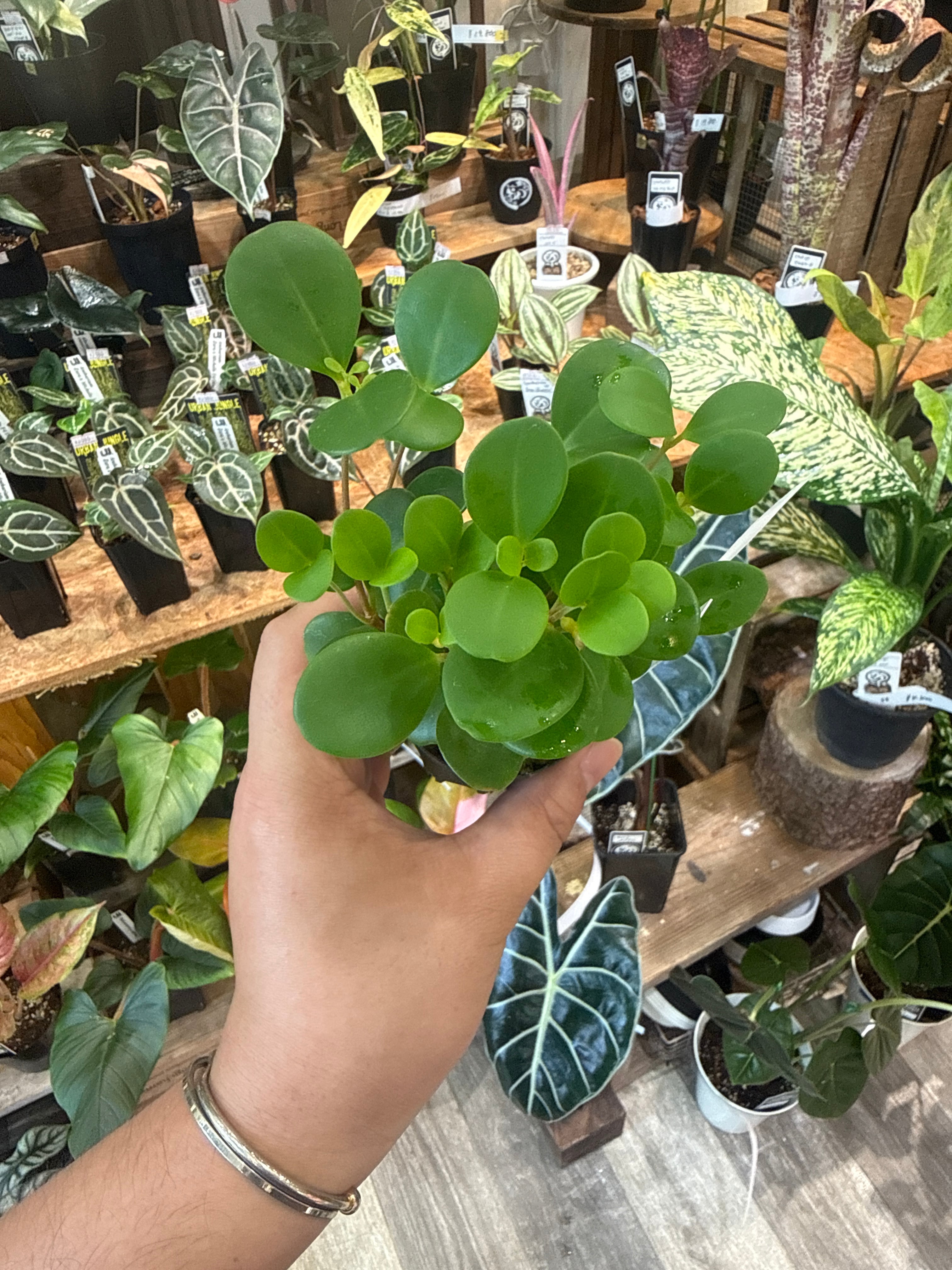 ベゴニア・ペペロミアなど | Gardenえん 【観葉熱帯植物】