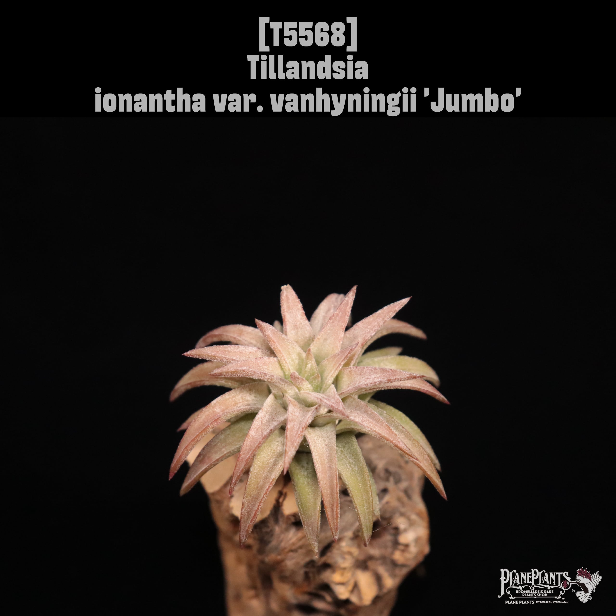 【送料無料】ionantha var. vanhyningii 'Jumbo'〔エアプランツ〕現品発送T5568