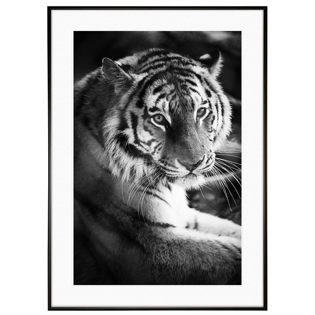 動物写真 トラ(虎) インテリア モノクロアートポスター額装 AS1310
