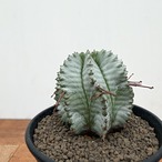 Euphorbia hyb. horrida【ユーフォルビア・玉型白ホリダ】