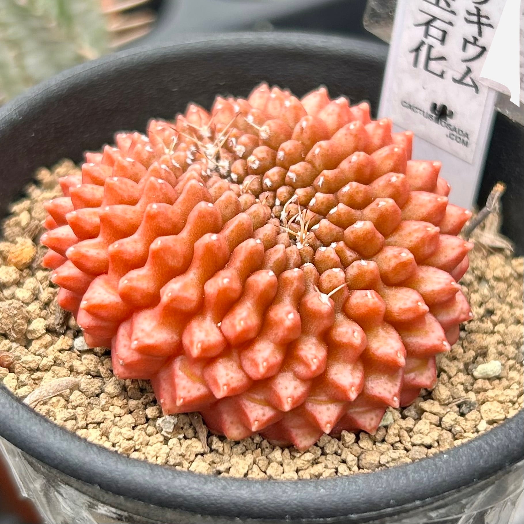 T)ギムノカリキウム刺無牡丹玉石化(サボテン) | RuPo 多肉植物専門店