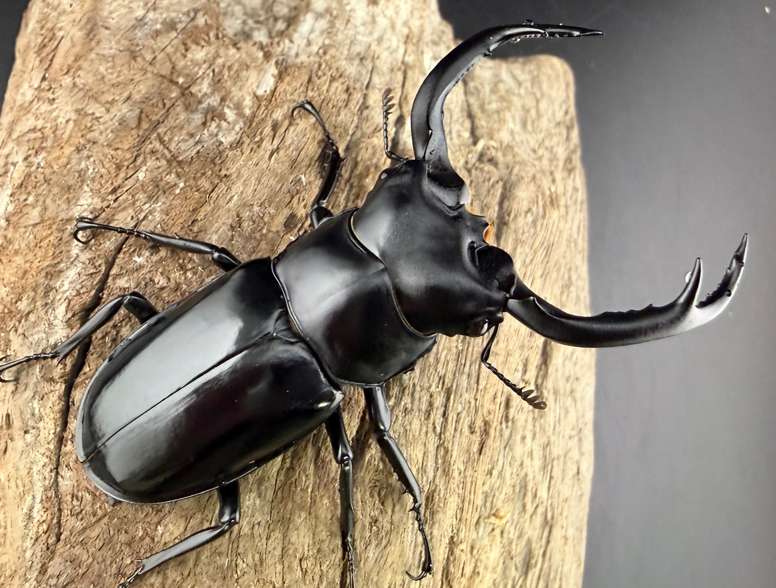 ウエストウッディ亜種カズミアエ 71.5mm ペア》 | KPW公式オンライン